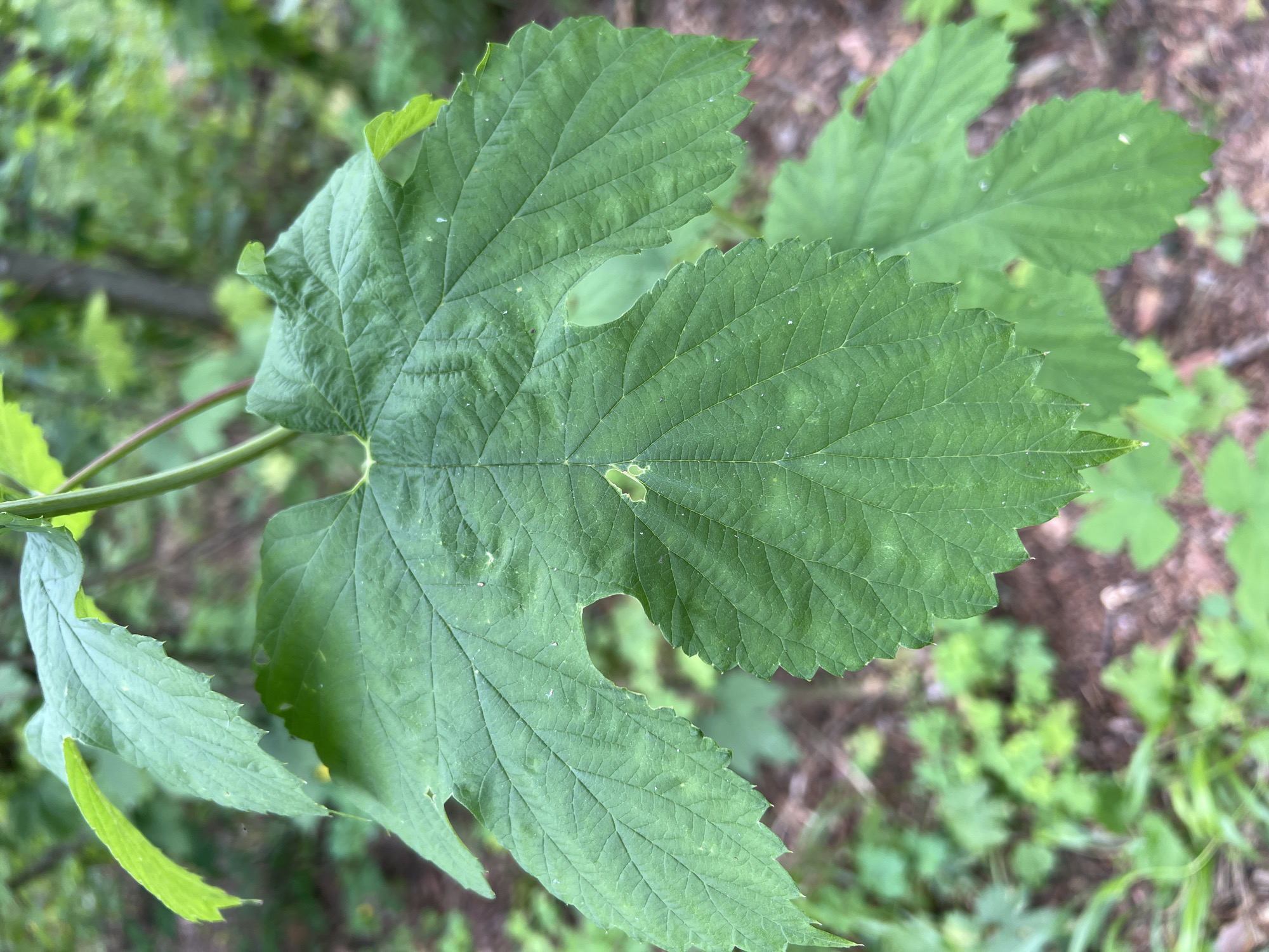 A close-up, eye-level shot focuses on a large, deeply lobed green leaf with serrated edges. The leaf exhibits prominent venation and several small holes. It is attached to a thin, reddish stem, and another smaller, bright green leaf is visible at the top left. The background is blurred, showing more green foliage and the brown, earthy ground with scattered leaf litter. The scene appears to be in a natural, outdoor setting, likely a forest or wooded area, with no signs of human habitation or activity. The lighting suggests it is daytime.