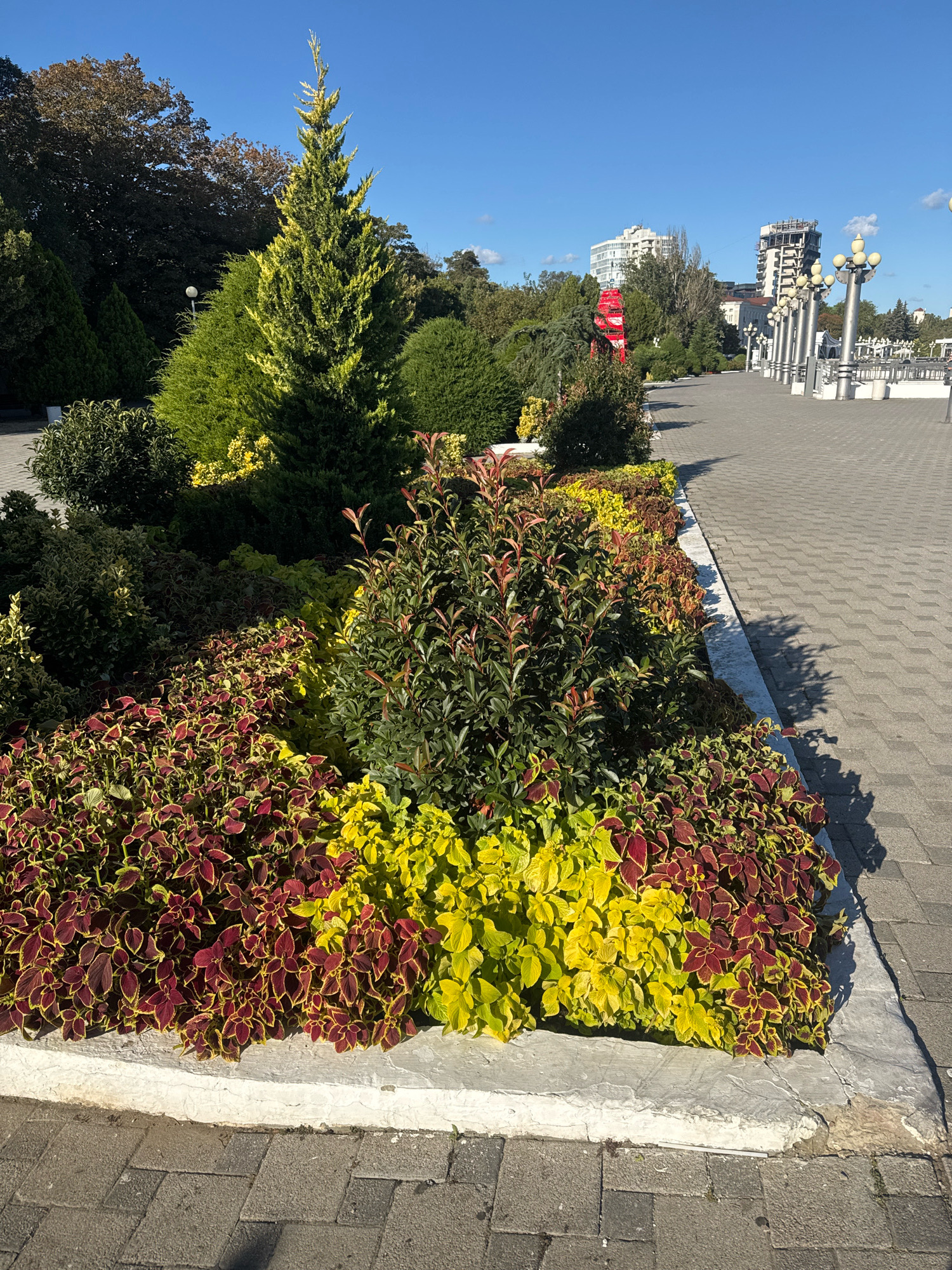 This image captures a sunny day along a paved walkway in Anapa, Russia. The foreground features a meticulously maintained flower bed, filled with a vibrant display of red and yellow coleus plants, alongside darker green shrubs. The flower bed is bordered by a white concrete planter. Beyond the planter, the walkway, paved with grey interlocking stones, stretches into the distance, lined by ornamental trees and lampposts. In the background, several modern buildings, including a tall white structure and a partially constructed building, rise against a clear blue sky. A red structure, possibly an architectural element or sculpture, is visible between the trees. The scene suggests a well-kept public space, likely a promenade or park area.