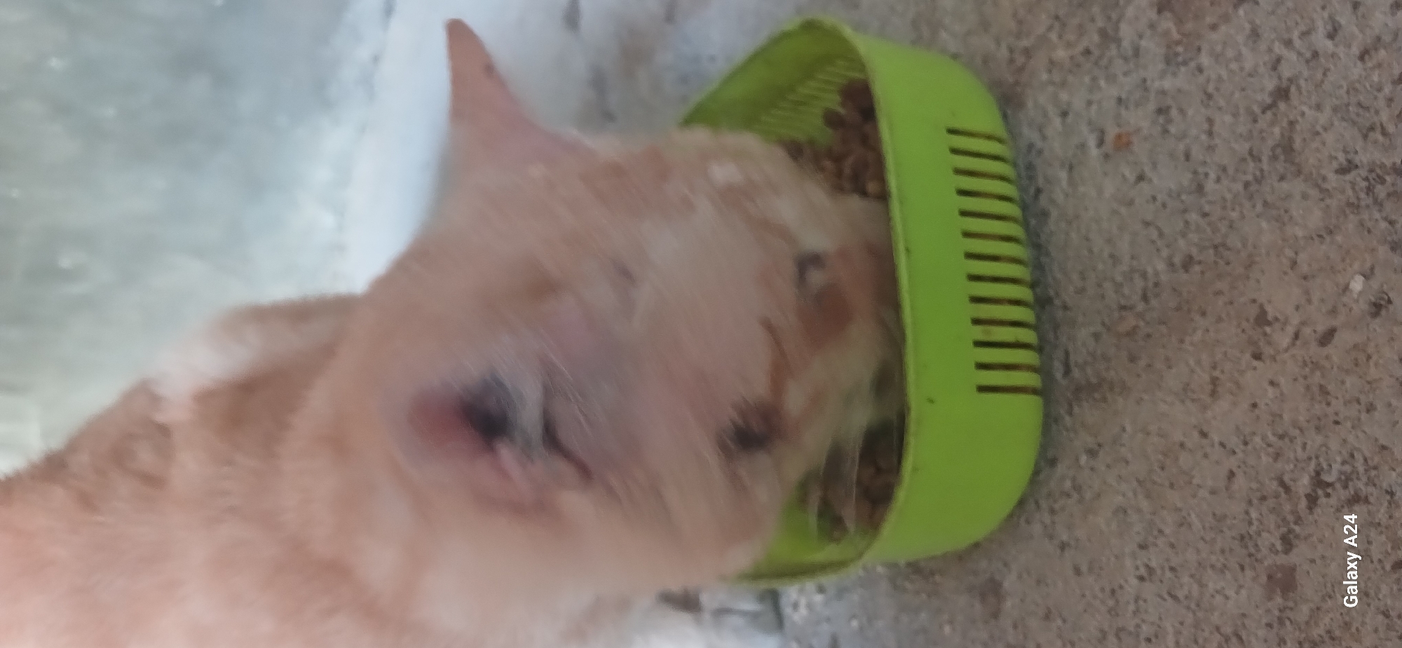 A close-up, slightly blurred image shows a light-colored cat with dark markings around its eye, eating dry kibble from a bright green plastic bowl on a concrete surface. The cat is positioned with its head down in the bowl, obscuring most of its body. The background is a light-colored, textured wall or surface. The lower left corner of the image contains the text "Galaxy A24". There is no discernible information regarding the specific location within Kuwarisan, Indonesia.