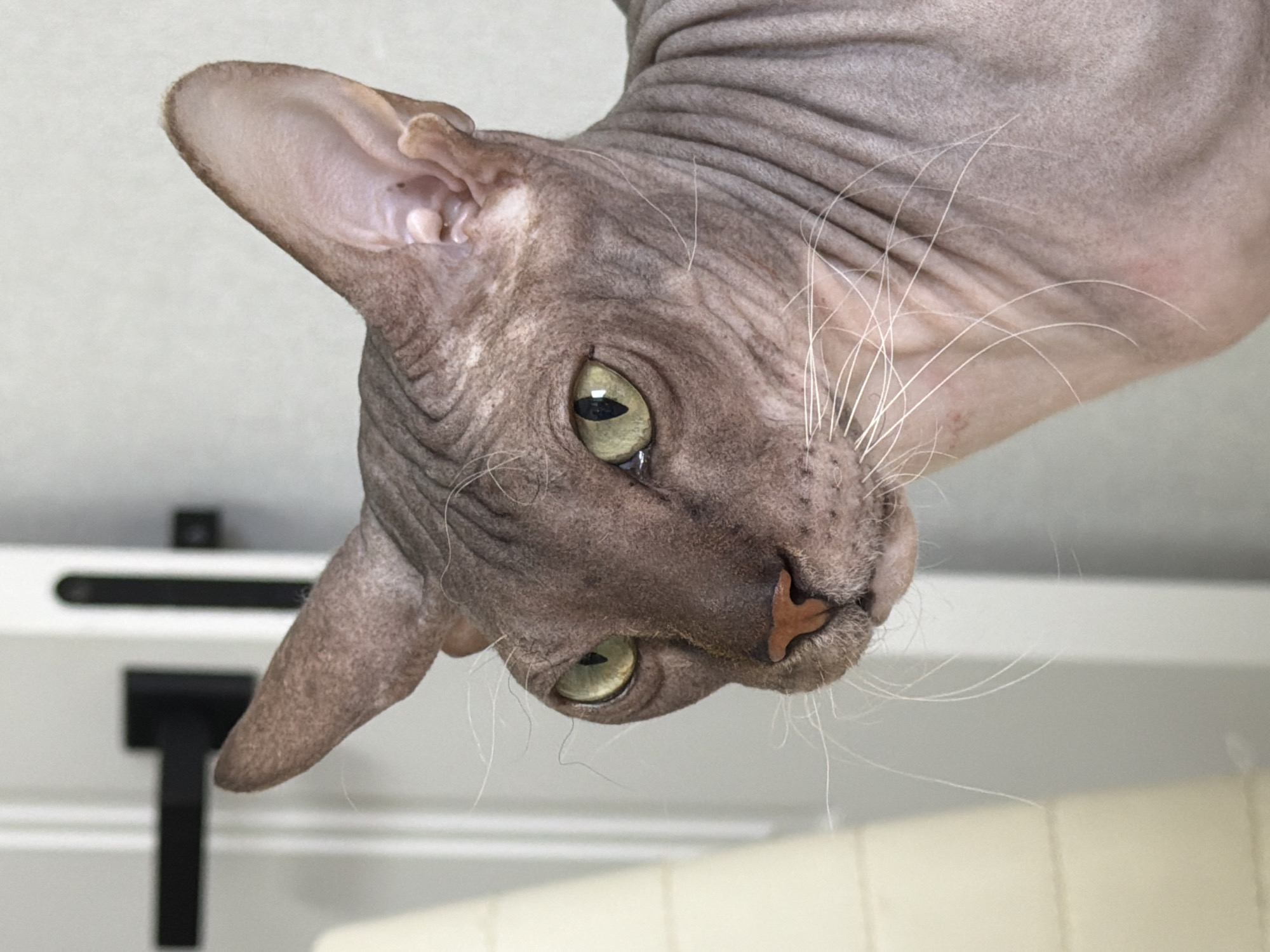 A close-up, upside-down view of a Sphynx cat's head, with its characteristic wrinkled skin, prominent ears, and green eyes. The background features a white surface with indistinct, dark-colored geometric shapes and linear elements. The location is not determinable from the image, and the description does not mention the city of Izhevsk, Russia.