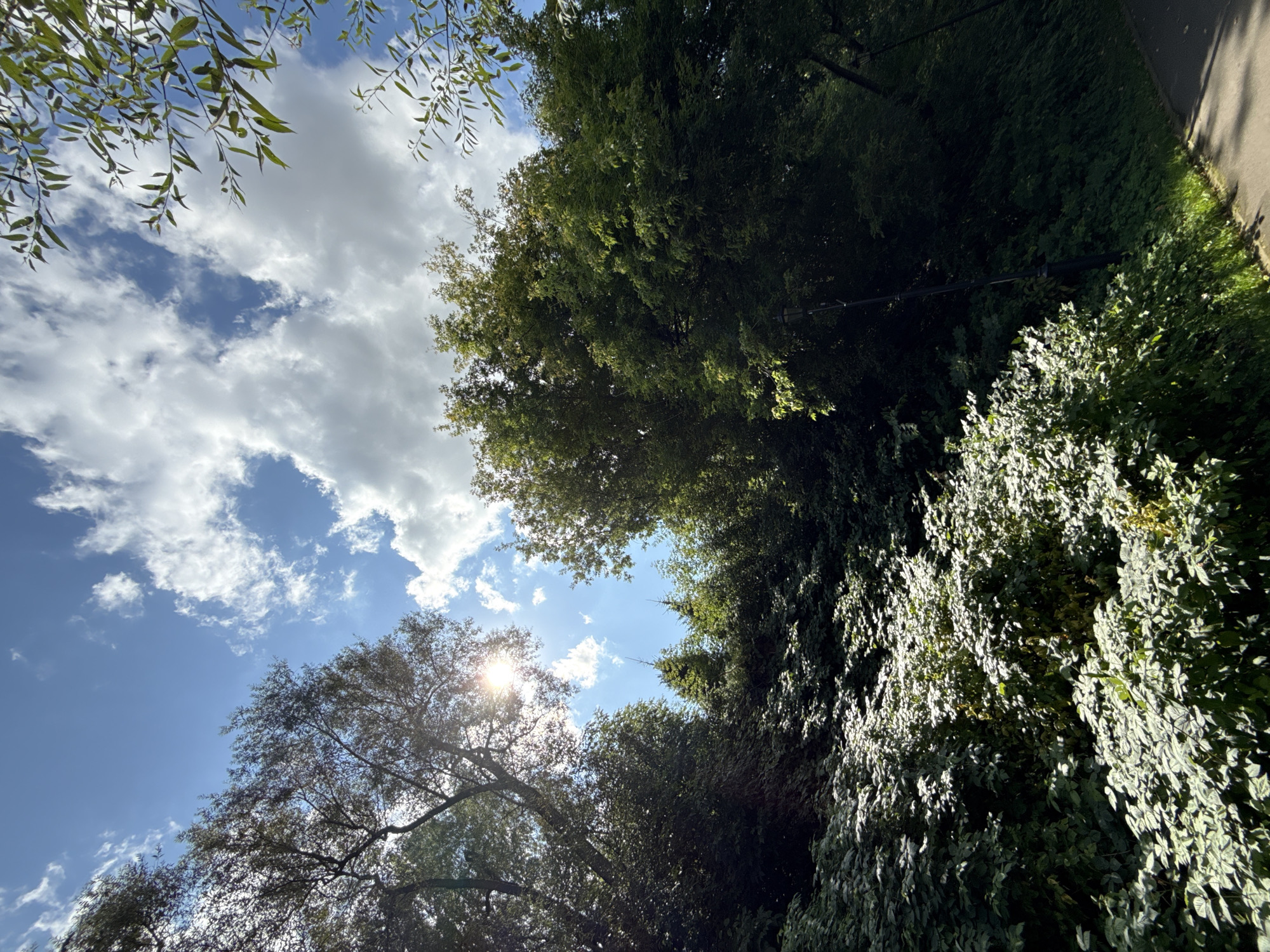 The image depicts a lush green hillside covered in dense foliage and trees, with the sunbeams piercing through the canopy. The sky above is a vibrant blue, dotted with fluffy white clouds. A paved pathway runs along the bottom right of the frame, suggesting a park or a recreational area. The overall scene is one of natural beauty and tranquility, bathed in the warm light of the sun.