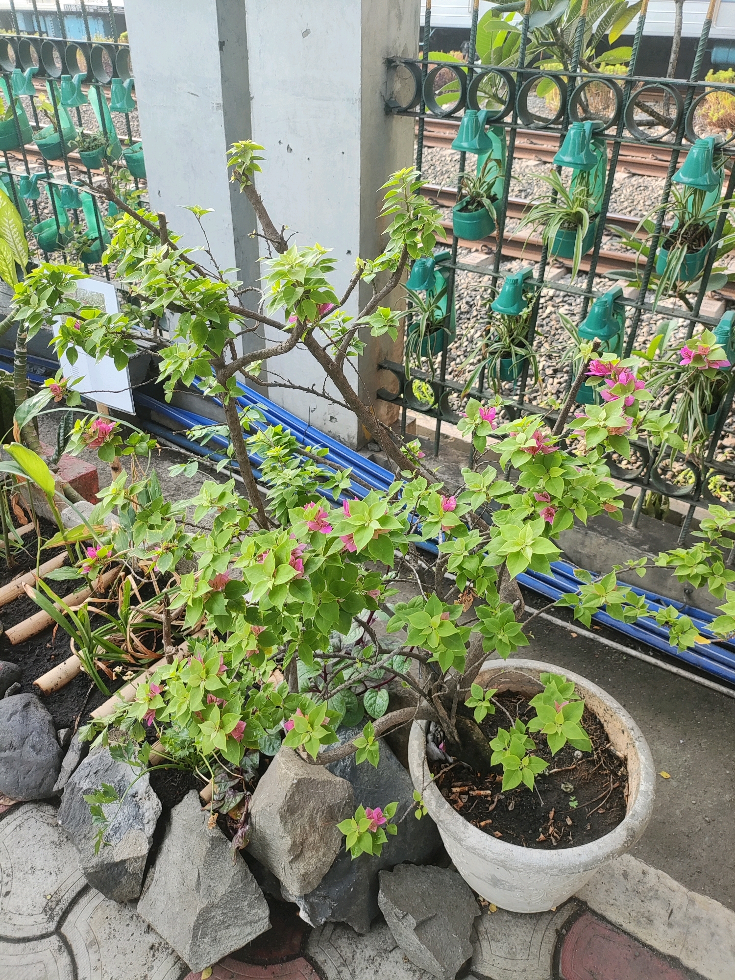 This is a medium shot, eye-level photograph taken outdoors of a potted bougainvillea plant with pinkish-purple flowers and green leaves, situated in front of a grey concrete pillar and a black metal fence. The fence is decorated with circular openings and supports a series of green plastic planters, each holding a small plant. Beyond the fence, train tracks are visible, along with ballast. In the foreground, large grey stones are arranged around the base of the potted plant. The overall environment suggests an urban setting, possibly in East Jakarta, Indonesia, given the presence of train tracks and typical urban vegetation. The lighting appears to be natural daylight. No people or animals are visible in the image.