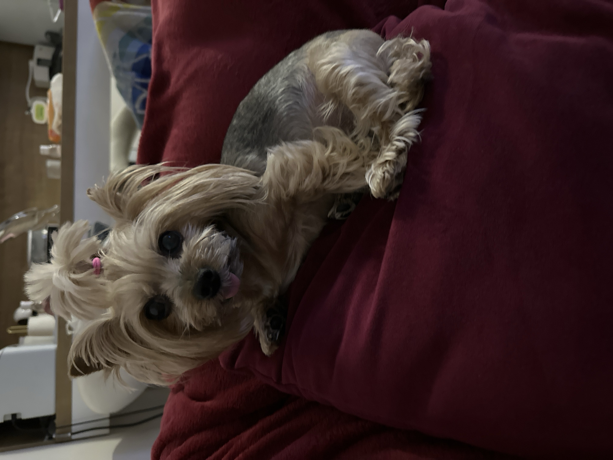 A small, light brown and gray Yorkshire Terrier with a pink hair tie in its topknot is lying on a deep red cushion or blanket. The dog is facing the camera with its tongue slightly protruding. The background is somewhat blurred, but a white object is visible to the left. Based on the available information, the location is not identifiable as Sofia, Bulgaria. More information would be needed to make that determination.