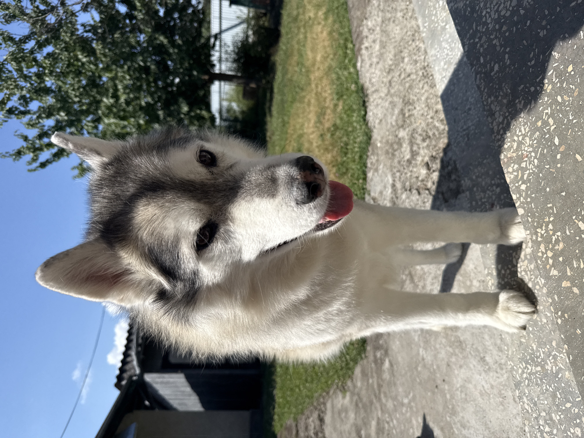A full body, head-on medium shot shows a husky dog standing on a concrete surface. The dog's fur is predominantly white and grey, with a black stripe running down its face and around its eyes. Its tongue is sticking out and appears pink. The background features a bright blue sky with a few wispy clouds, a green tree, and some buildings that appear to be made of wood and corrugated metal. The lighting suggests it is daytime, with strong sunlight casting shadows on the concrete.