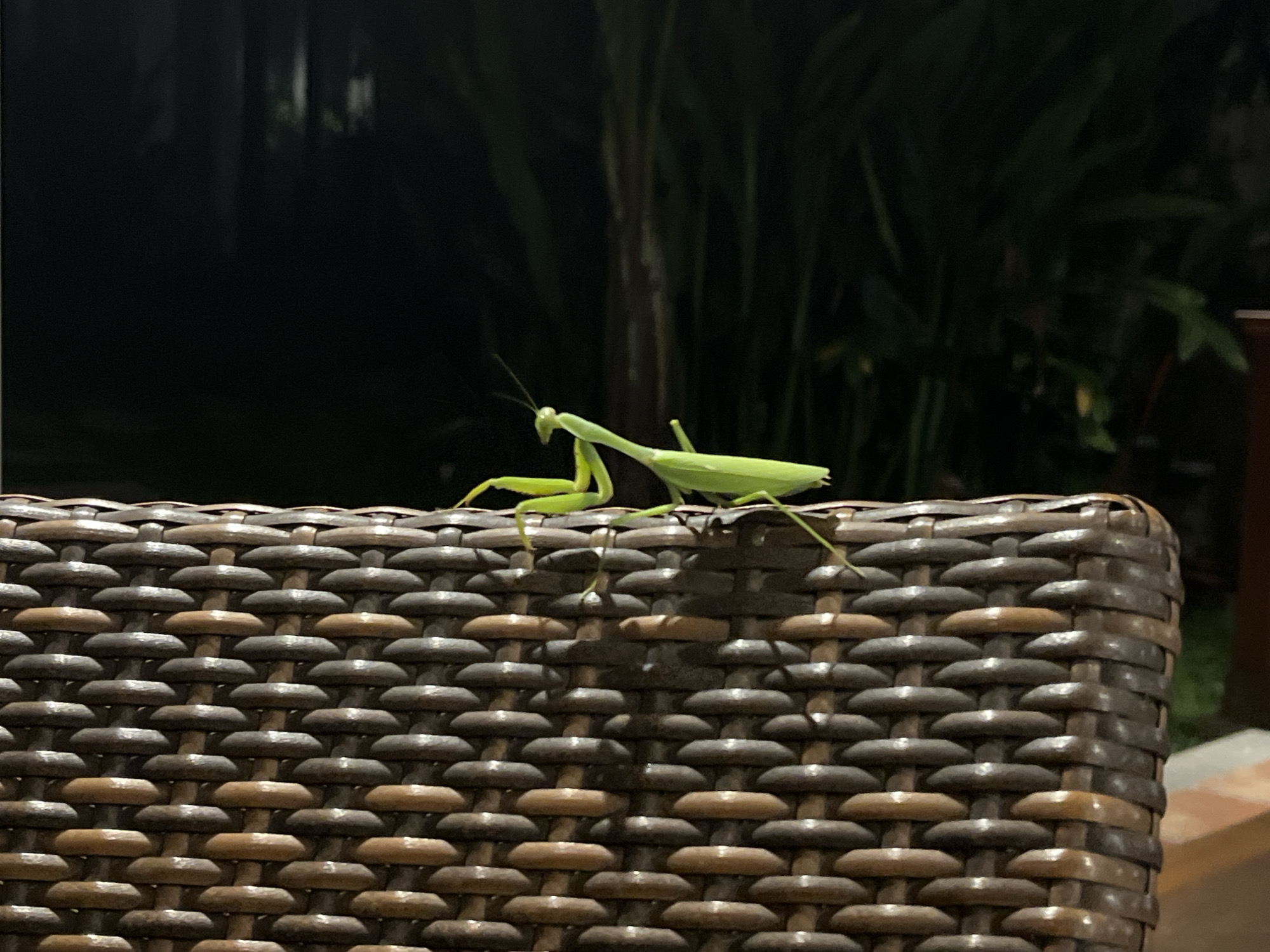 A bright green praying mantis is perched on the woven wicker edge of a dark brown and tan chair. The mantis is facing left, with its forelegs held up in a defensive or hunting posture. Its antennae are extended. The background is dark and out of focus, with hints of green foliage suggesting an outdoor setting at night. The chair's wicker pattern is a prominent texture in the foreground. The location is identified as North Kuta, Indonesia.