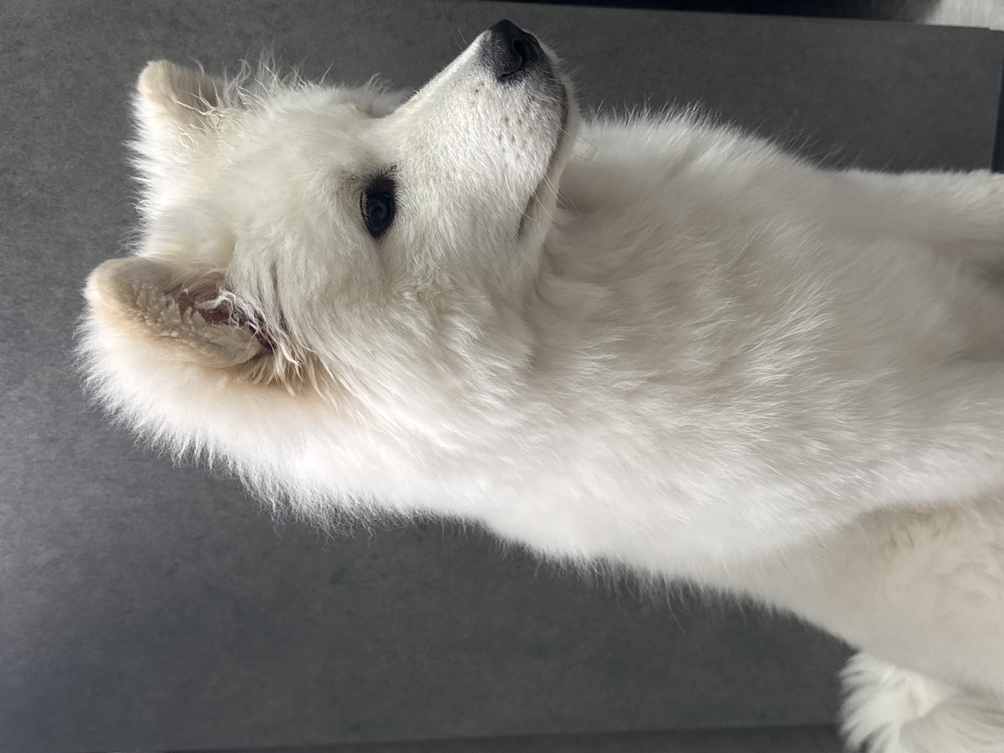 A close-up, eye-level shot depicts a white Samoyed dog. The dog's head and part of its body are visible. The dog is facing to the right and looking upwards. The background is a solid gray color. The dog is covered in dense, fluffy white fur. Its ears are upright and pointed. The dog's nose is black, and its eyes are dark. There is no indication of the location in the city of Chaikovsky, Russia. There are no people, other subjects, objects, actions, or interactions visible.