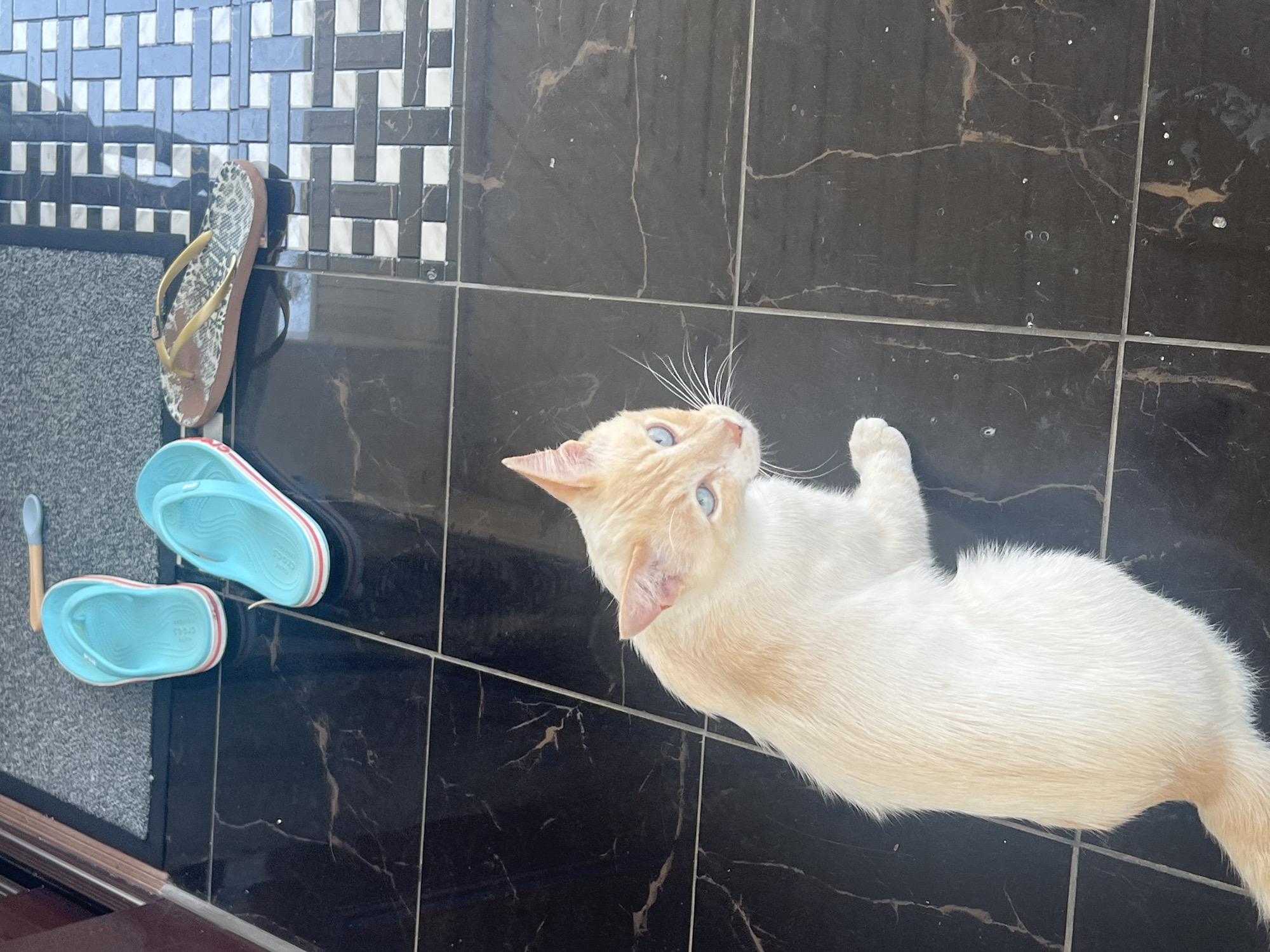 An adult flame-point Siamese cat with blue eyes is sitting on a black tiled floor. The cat is facing to the right of the frame, with its head turned slightly towards the viewer. Its fur is predominantly white with cream-colored markings on its face, ears, and tail. Behind the cat, on a grey mat, are two bright blue flip-flops and a single brown flip-flop with a leopard print pattern. To the right of the black tiled floor is a decorative tiled area with a geometric pattern of black, white, and blue tiles. The scene appears to be indoors, likely in a home or commercial establishment. The location of this image is not specified within the visual information.
