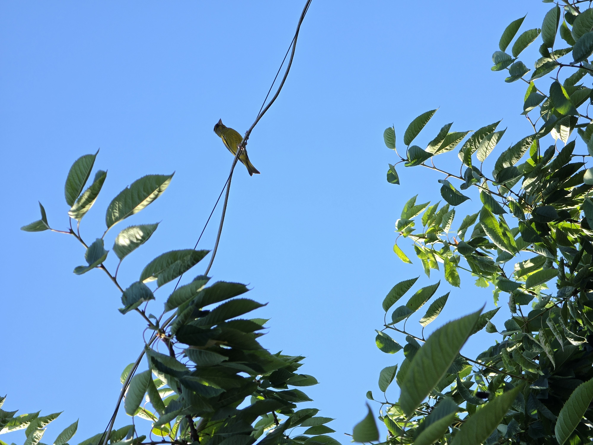 A bright yellow bird is perched on a thin wire against a clear blue sky. The bird is facing to the right, with its head slightly lowered. The wire extends diagonally across the frame, from the lower left to the upper right. In the foreground and background, there are lush green leaves from trees. The image appears to have been taken outdoors on a sunny day.