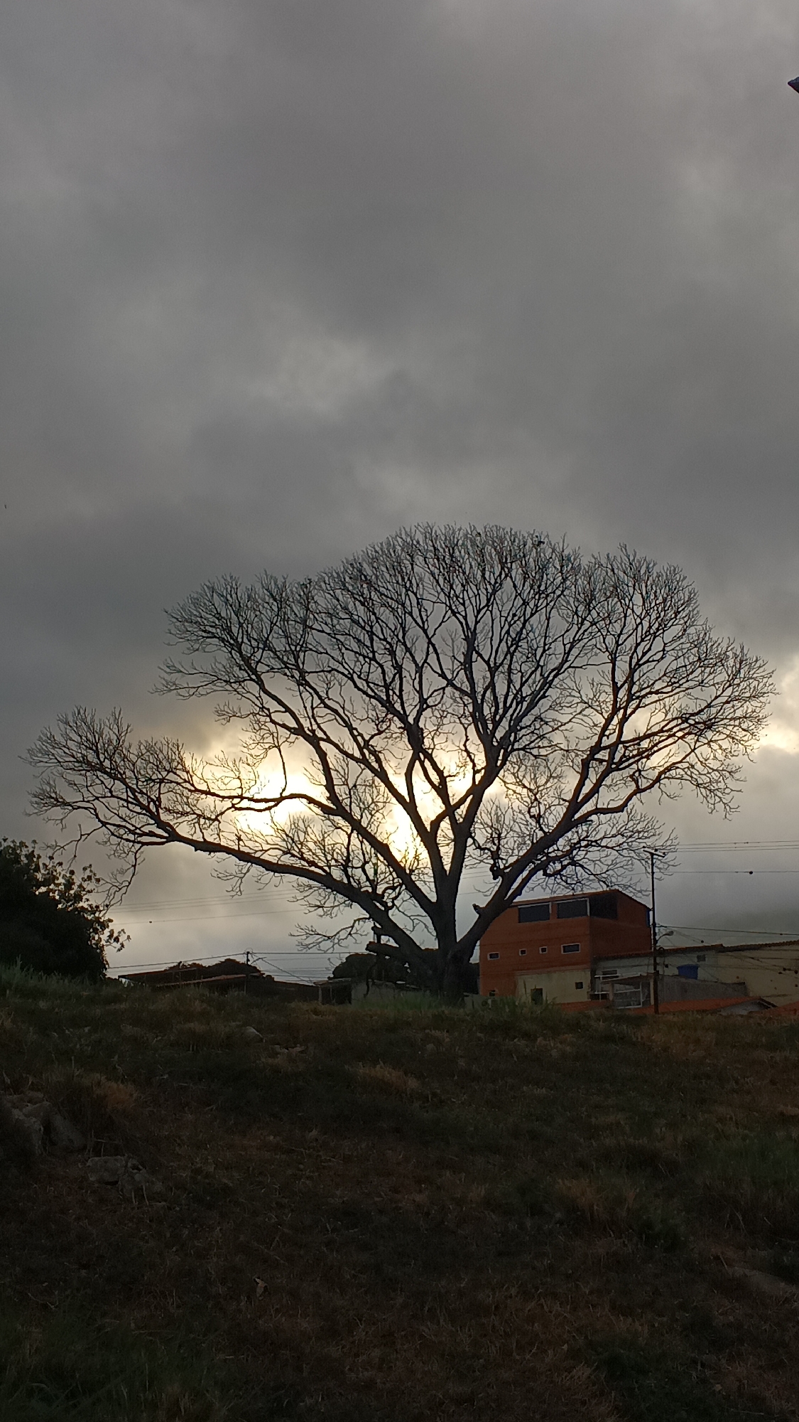 The image shows a leafless tree silhouetted against a cloudy sky. Behind the tree, there is a building with multiple floors. The tree is situated on a grassy hill. The location is suggested to be San Felipe, Venezuela, although there is no definitive way to confirm this information based on the image alone. There are no people visible in the image. Power lines are strung in the background.