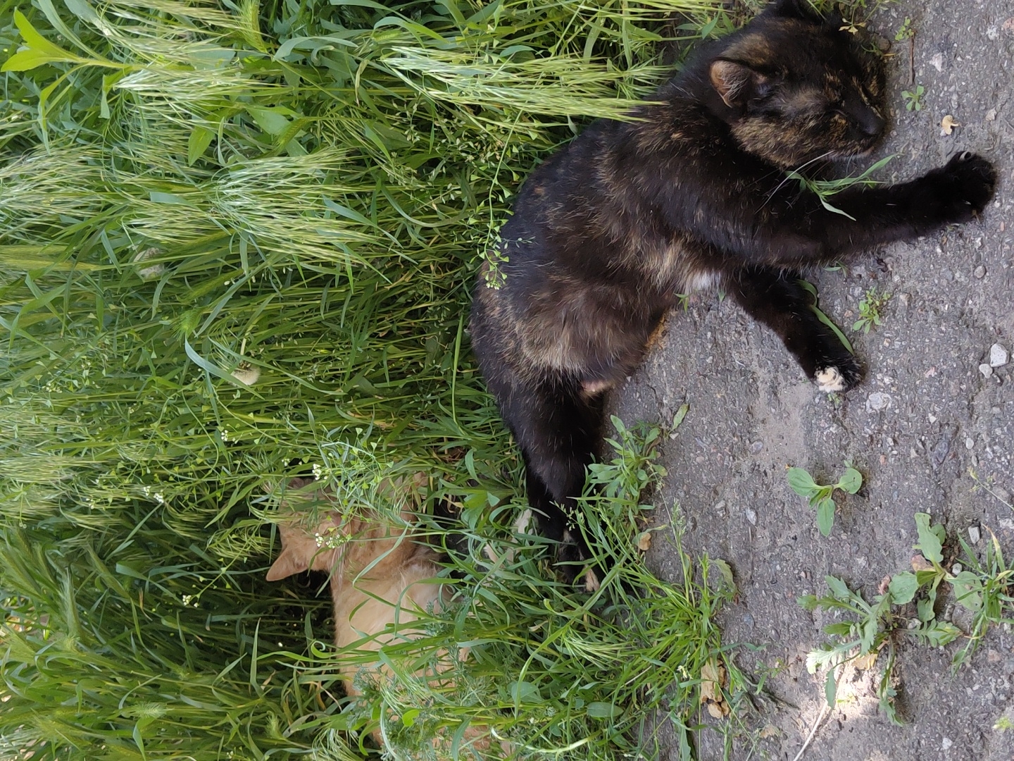 The scene depicts two cats in an outdoor setting. One cat, primarily black with brown mottling, is lying on a patch of concrete bordering an area of dense green grass. The cat's eyes are closed. The second cat, ginger in color, is partially obscured, resting within the tall grass. Small leafy plants are visible both on the concrete and amidst the grass. The location is consistent with an urban or suburban environment, but the specific city is not known.