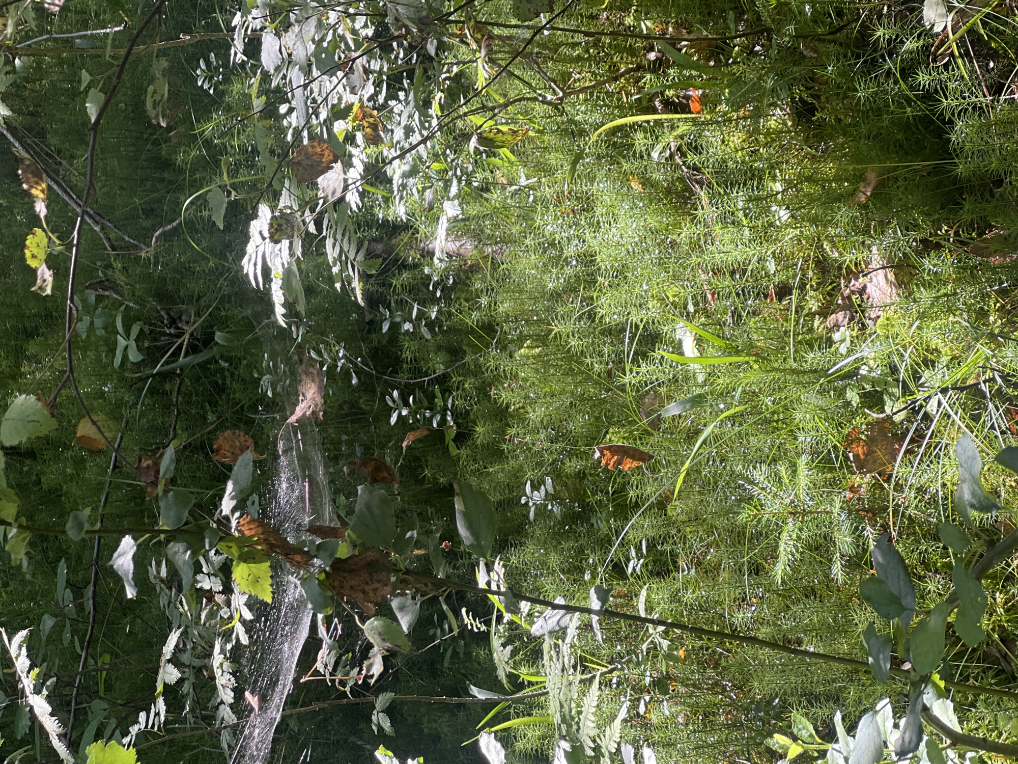 The image is a close-up, vertical shot of a sun-dappled forest floor. The foreground is dominated by dense, green moss and short, needle-like plants. Several branches and leaves are visible, some of which are dry and brown, suggesting autumn. A delicate spiderweb, shimmering with light, is stretched between branches in the upper left quadrant. The background is a blur of dark green foliage and shadows. No people or animals are present. The scene depicts a natural, outdoor environment.