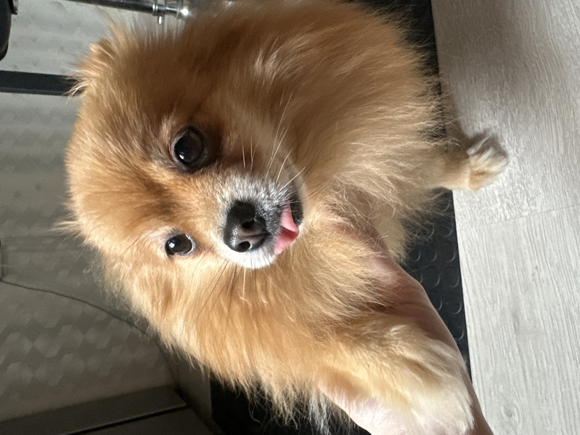 A high-angle, close-up shot captures a small, fluffy dog, likely a Pomeranian, with reddish-brown and lighter-colored fur, in an indoor setting in Chaikovsky, Russia. The dog's head and upper body dominate the frame, and it looks directly at the viewer with wide, dark eyes. Its pink tongue is playfully sticking out slightly from its black nose and white-furred muzzle.
Part of a human's light-skinned hand or arm is visible on the right side of the image, gently interacting with or holding the dog. The background consists of a light-colored, possibly wooden or laminate floor with distinct planks on the right and bottom. Adjacent to this, a dark, textured mat with small circular indentations is visible. In the upper left background, some metallic, possibly chrome, elements and a dark horizontal bar are indistinctly present, suggesting indoor furniture or equipment. The lighting is bright and even, indicating an indoor environment during daylight hours or under artificial illumination. The dog appears curious and playful. No text is visible in the image.