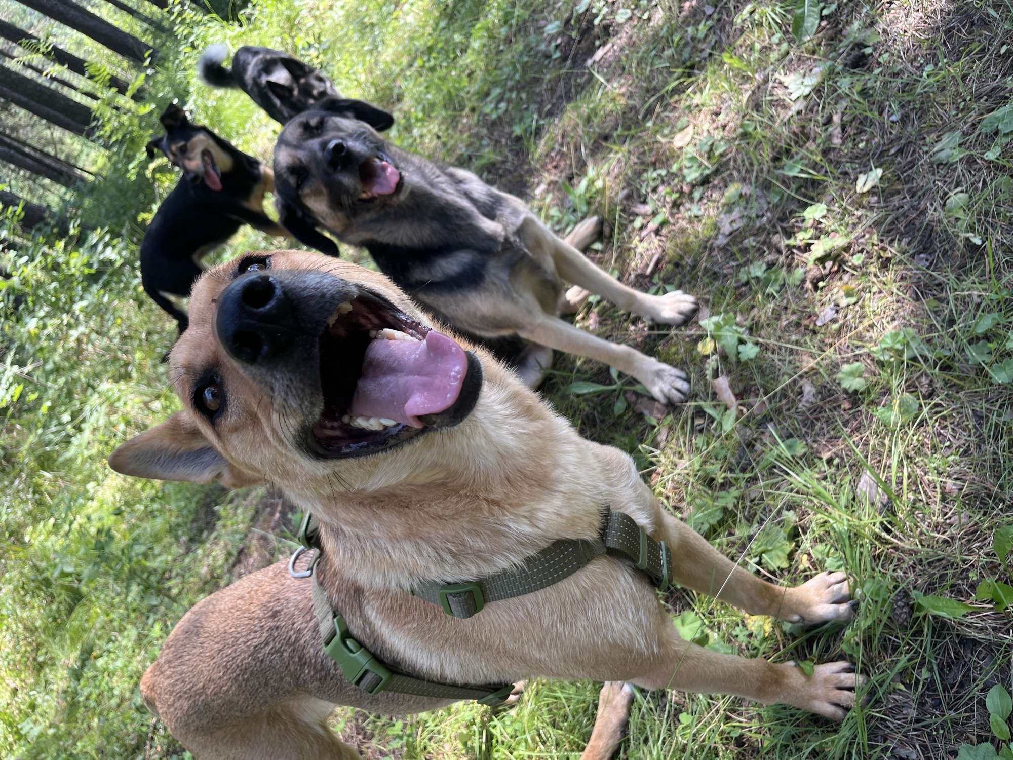 A medium shot captures a group of dogs in a wooded area. The dog in the foreground is tan with a green harness and has its mouth open, tongue out. Behind it, a black and tan dog with its mouth open is looking at the camera. Further back, a black dog with its tongue out is standing, and to its right, a black and tan dog with a bushy tail is visible. The dogs appear to be in a forest or park with trees and green foliage. The scene is lit by natural sunlight filtering through the trees, casting dappled shadows on the ground.