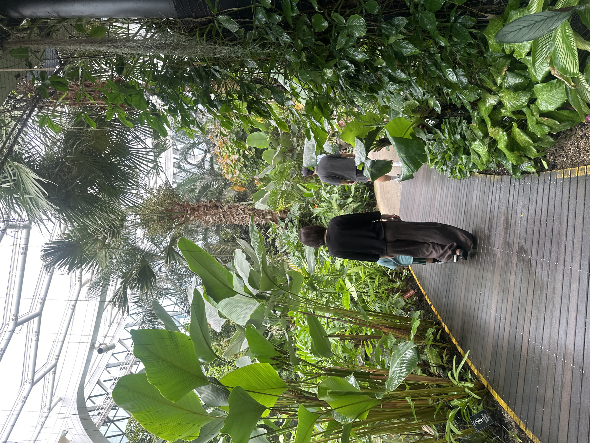 The image captures a view inside a lush, tropical greenhouse, possibly the Cloud Forest Dome at Gardens by the Bay in Singapore, although the location has not been definitively confirmed. A curved wooden walkway, wet and reflecting the ambient light, leads into the dense foliage. On the walkway, a woman wearing a dark long-sleeved top and wide-leg trousers is walking away from the camera, followed by a child in a light blue shirt. Further ahead, a man in a grey t-shirt and shorts is also walking away. The environment is dominated by an abundance of large, vibrant green leaves and tropical plants, including palm trees reaching towards the glass ceiling. The ceiling itself is a complex structure of white beams and glass panels, allowing natural light to filter in. The air appears humid, contributing to the glistening surfaces of the leaves. Small signs are visible near the walkway, likely indicating plant species or park rules. The overall impression is one of a tranquil, immersive natural environment within an urban setting.