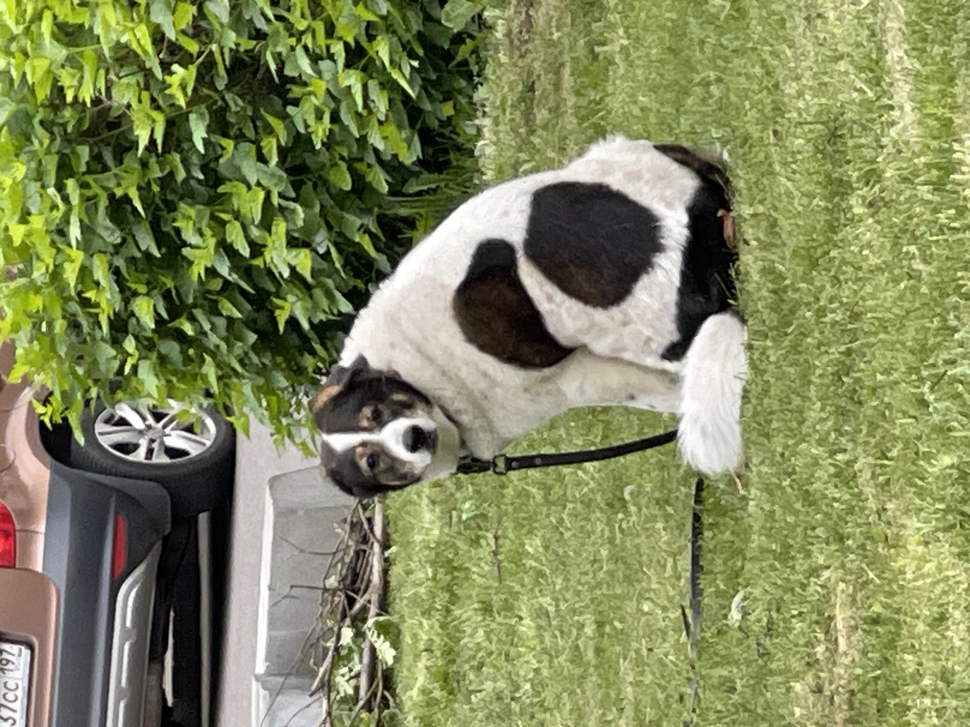 A medium-sized dog with white and black spots and a black leash lies on the grass next to a car in Moscow, Russia. The car's license plate is partially visible and contains "37CC 197". There is a green plant on the left of the dog.