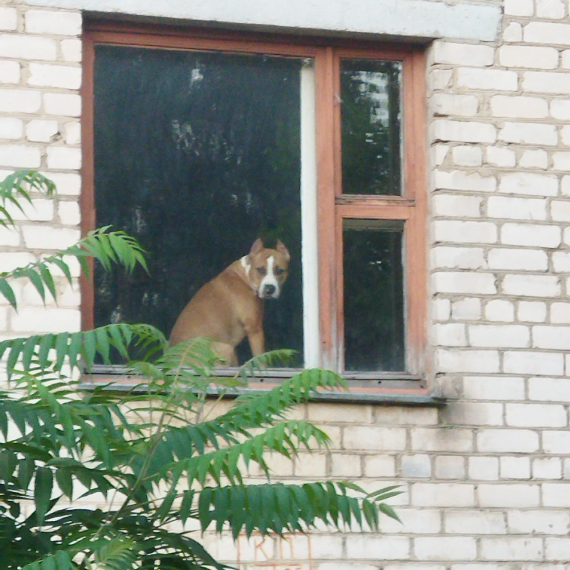 An American Staffordshire Terrier is looking out of a window of a brick building. The dog is tan and white with erect ears and is sitting on the windowsill. The building is made of white bricks and has a wooden-framed window. Green foliage is in the foreground, obscuring part of the lower portion of the window and the building. The scene is likely outdoors.