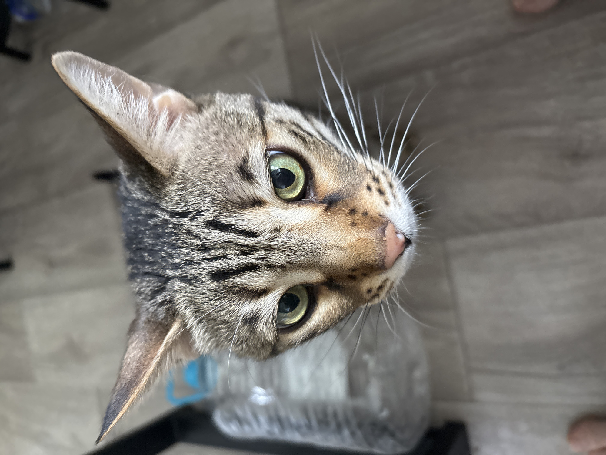 This close-up, high-angle shot features a domestic tabby cat with a curious and alert expression, looking upwards and slightly to the right. The cat's head and upper body dominate the frame, with its ears, eyes, and whiskers sharply in focus.
The cat exhibits classic tabby patterns, with a mix of brown, grey, and black stripes and swirls across its fur. Its prominent, round eyes are a striking light green or amber hue, with dilated black pupils, suggesting alertness or perhaps low light conditions. Long, delicate white whiskers extend outwards from its muzzle, particularly visible on the right side of its face, indicating a keen sensory perception. The cat's nose is a soft pink, framed by lighter fur. The inside of its ears is visible, lined with fine white hairs, especially the upward-pointing right ear.
The background is softly blurred, providing a shallow depth of field that emphasizes the cat. It appears to be an indoor setting, with a light brown, wood-patterned floor visible. In the lower part of the image, out-of-focus shapes include what looks like a clear plastic bottle and other indistinct household items. The lighting is bright and even, highlighting the textures of the cat's fur and whiskers.
The primary activity captured is the cat's upward gaze, possibly at the photographer or something above. There are no people visible, and no discernible text within the image. While the location context is given as Razdolye, Russia, the image itself does not contain any specific visual cues to identify this geographical location.