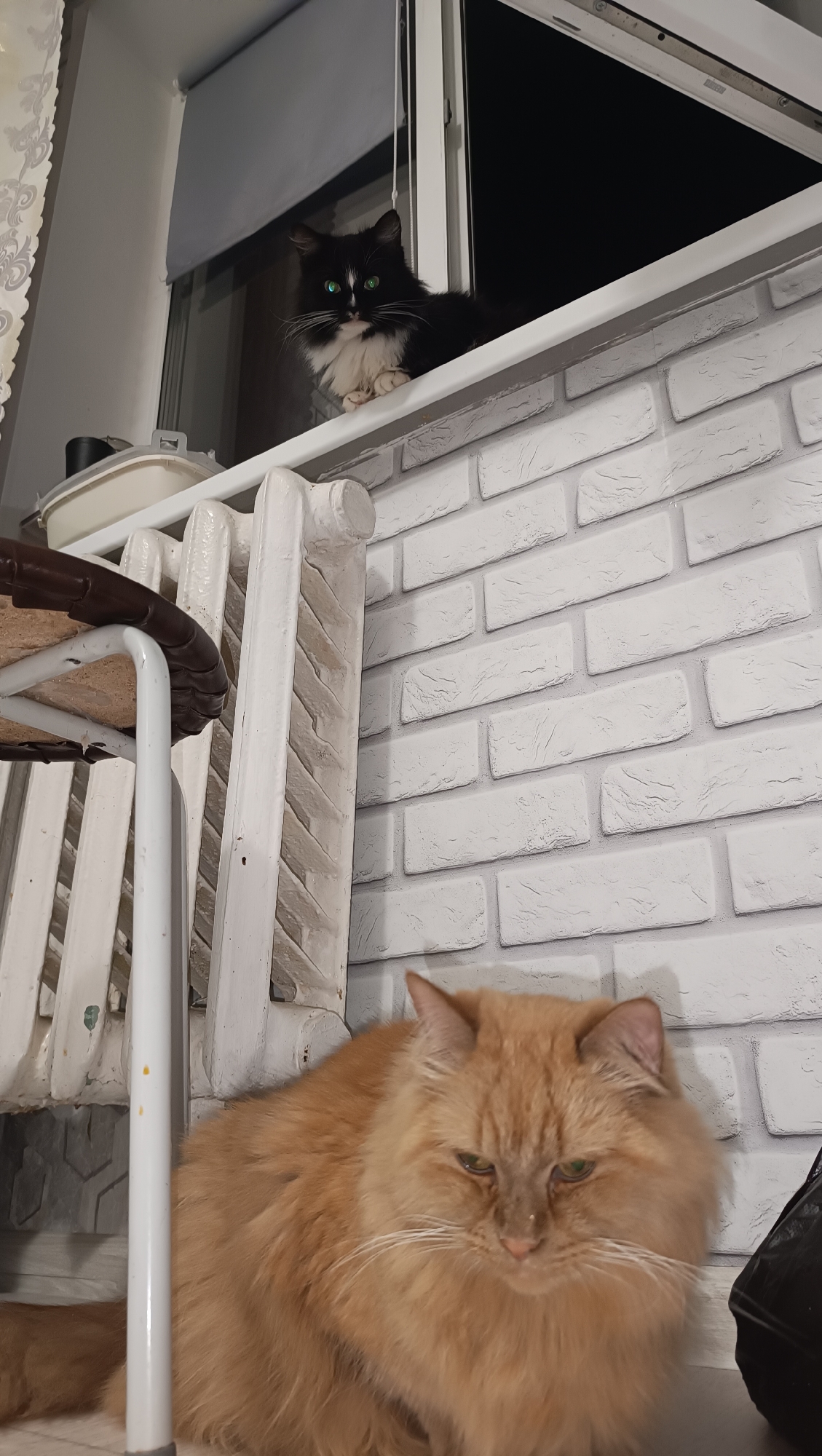 Two cats are in a room, likely an apartment balcony or windowsill area. One cat, a black and white domestic shorthair, is perched on a white windowsill, looking towards the viewer with green eyes. It is facing left and is positioned in the upper portion of the frame. The other cat, a fluffy ginger cat, is seated on the floor in the lower right of the frame, looking downwards. A white radiator is visible on the left side of the image, partially obscured by a chair with a brown cushion. The background consists of a white brick-patterned wall and a window. The scene appears to be indoors, possibly in Chaikovsky, Russia, given the prompt's context.