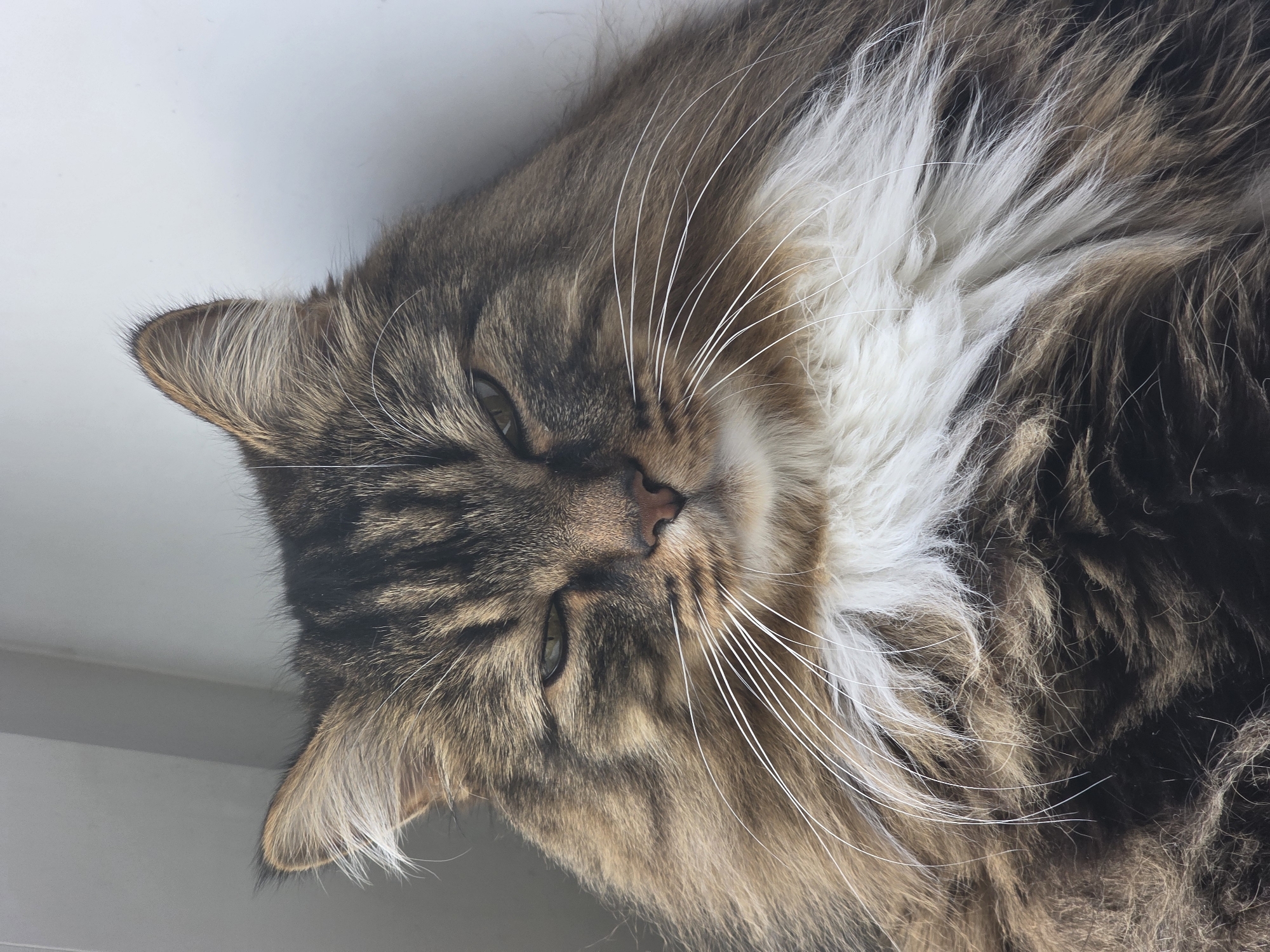 A close-up, low-angle shot captures the face of a fluffy, long-haired tabby cat looking slightly down. The cat has brown and black stripes with a white chest. Its eyes are partially closed, giving it a sleepy or judgmental expression. The background is a plain, light gray wall or surface. The image does not contain any information about the city of Omsk, Russia, or any people.