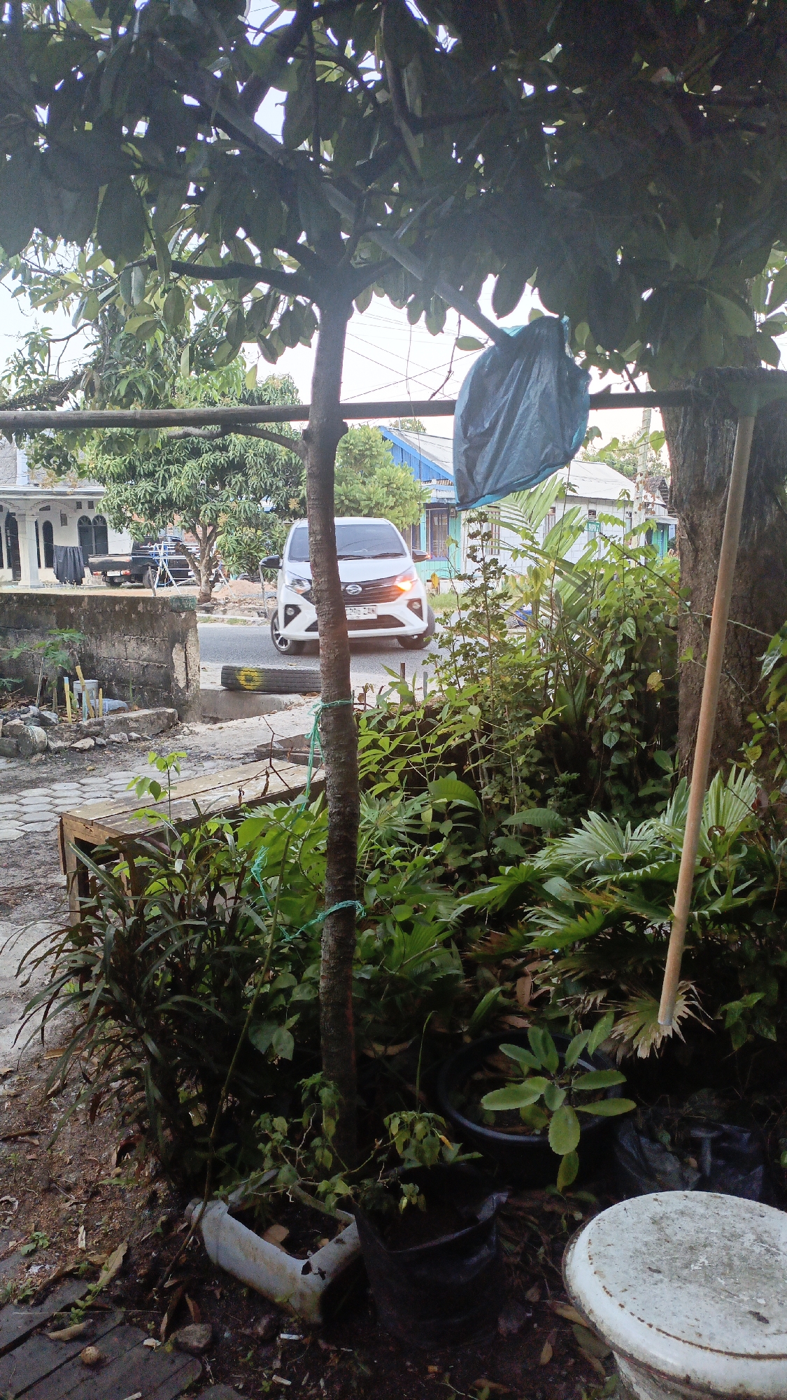 The image depicts a residential street in Gusunge, Indonesia. In the foreground, a tree trunk is tied with green twine to a horizontal pole. Lush green foliage, including various potted plants and a large fern-like plant, dominates the right side of the frame. A blue plastic bag hangs from a branch or pole above the plants. To the left of the tree, a wooden bench sits on a tiled walkway. Beyond the walkway, a white car with its headlights on is parked on the street, facing the viewer. A discarded tire with a yellow marking lies on the side of the road. In the background, houses with blue roofs are visible, along with more trees and vegetation. The scene appears to be outdoors during daylight.