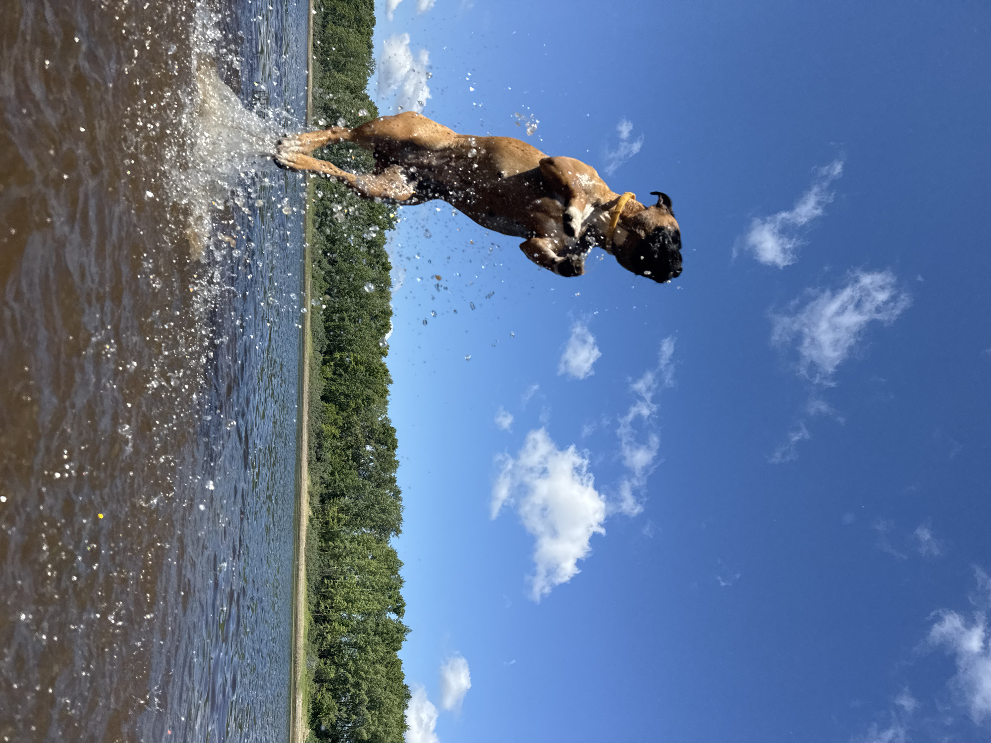 A brown boxer dog is captured mid-air, leaping out of murky brown water with a splash. The dog is wearing a yellow collar and its body is extended, with its legs bent. Water droplets are dispersed around the dog, indicating its energetic movement. In the background, a line of lush green trees borders the water, and a clear blue sky with scattered white clouds stretches above. The scene is likely at a riverbank or lake, possibly in a natural or park-like setting within the city of Chaikovsky, Russia.