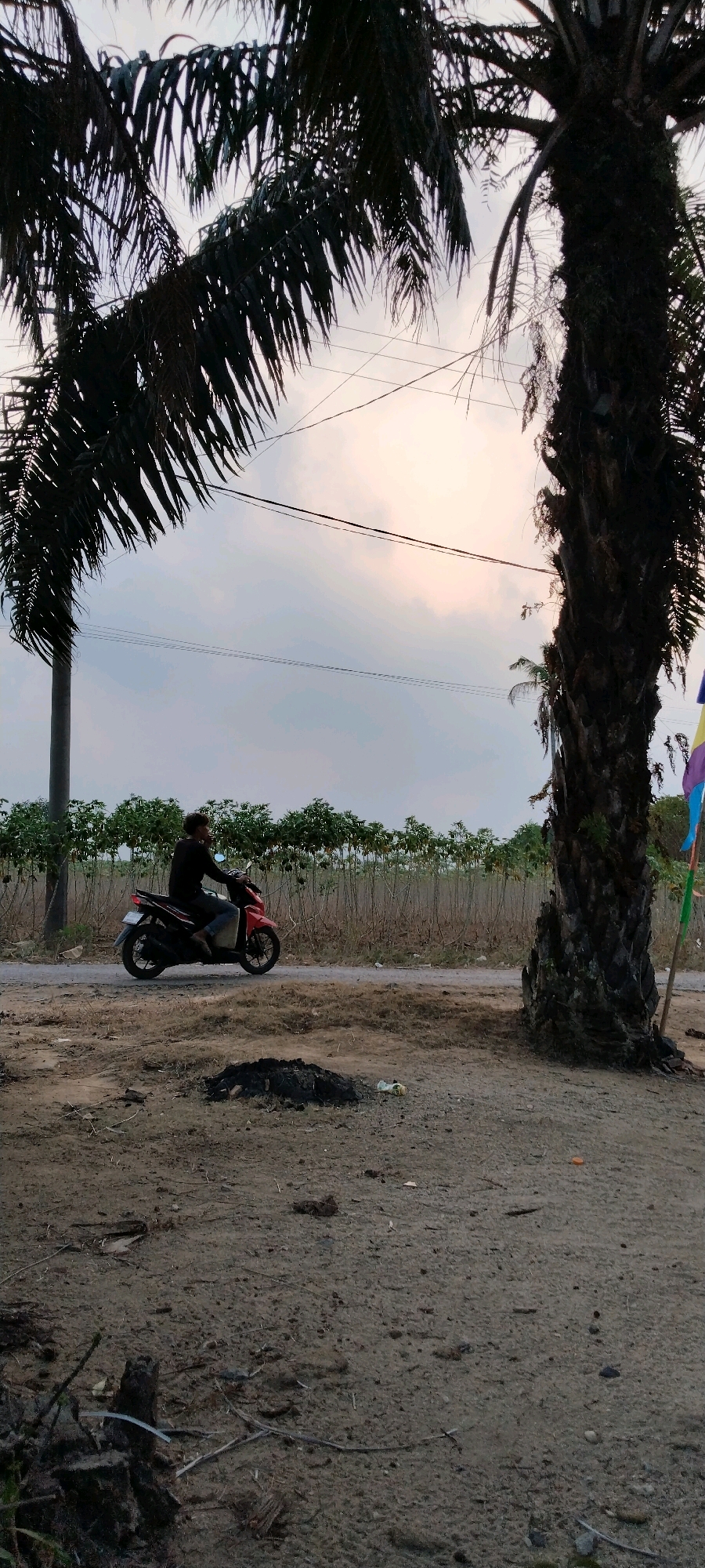 A man wearing a dark long-sleeved shirt and light-colored pants rides a red and black scooter on a dirt road. He is positioned in the center-left of the frame, facing left. The scooter is in motion, indicated by its blurred wheels. Behind the man and the road is a field of tall, slender plants with green tops. To the right of the frame is a large, dark palm tree with a rough, textured trunk and feathery fronds. A few colorful flags, a yellow, purple, and possibly blue, are visible attached to a pole to the right of the palm tree. The sky is overcast with diffused light, suggesting it is either early morning or late afternoon. The foreground is a patch of dry, dusty ground with scattered debris and a dark, charred pile. In the background, two parallel lines of utility wires are visible against the sky. The scene appears to be in a rural or semi-rural area of Tanjung Ratu Ilir, Indonesia.