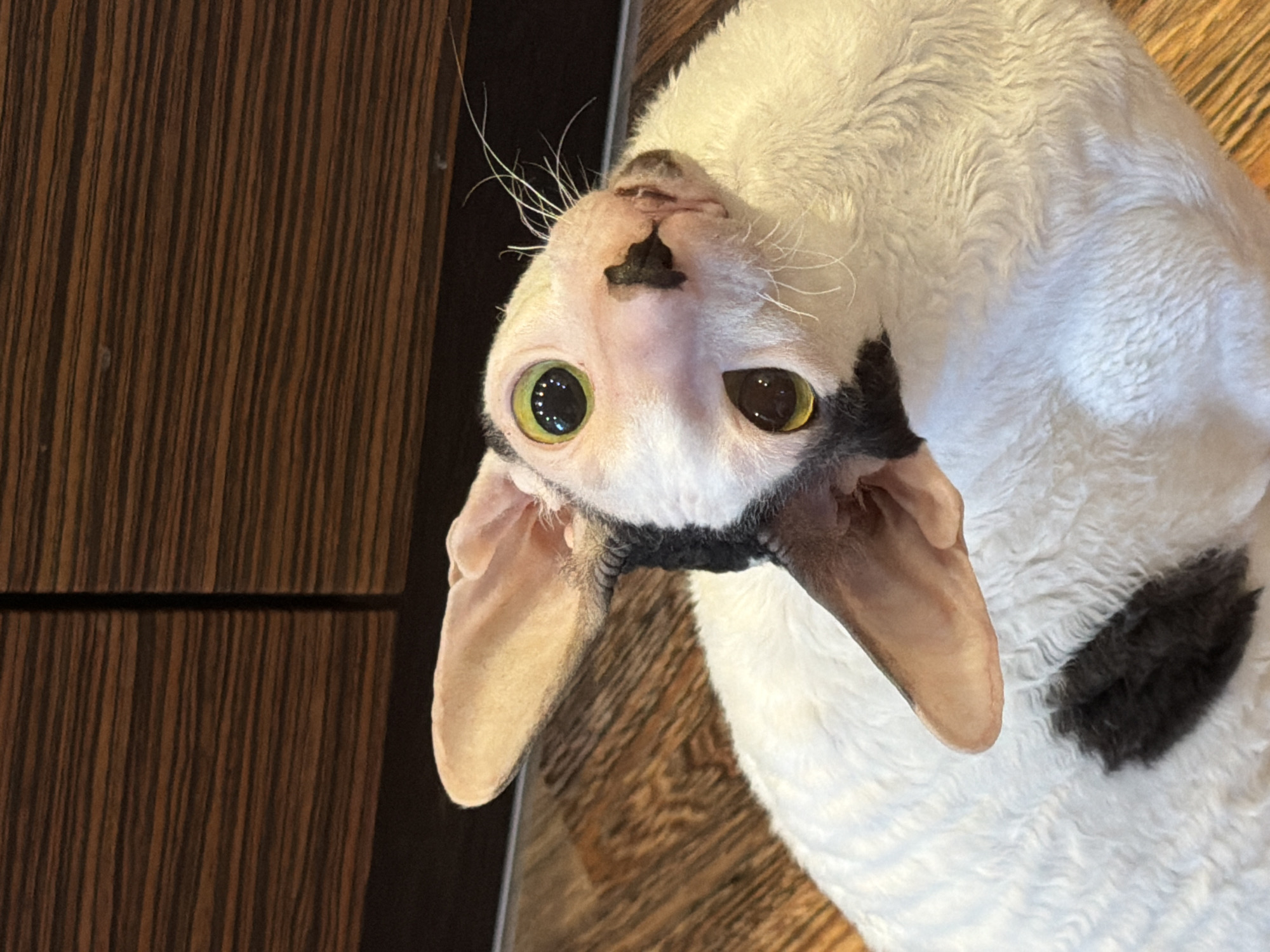 An overhead, medium shot captures a Cornish Rex cat with striking green eyes and a white, curly coat, accented by black markings on its face and a patch on its back. The cat is positioned on a wooden floor, with dark wood cabinets visible in the background. The cat's head is tilted upwards and to the side, giving it a curious and alert expression. Its large, expressive ears are a prominent feature, splayed outwards. The lighting is natural, casting soft shadows and highlighting the texture of the cat's fur and the grain of the wood. The scene appears to be indoors, likely in a domestic setting.