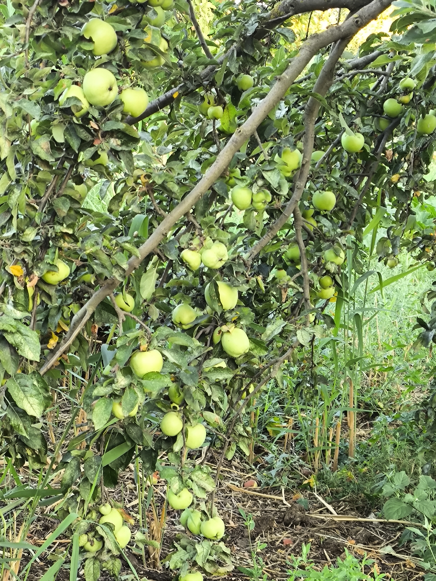 The image shows a close-up view of an apple tree branch laden with unripe green apples, set against a backdrop of lush green foliage and dry brush. The apples are of varying sizes and are clustered together on the branches, some partially obscured by leaves. The tree appears to be outdoors in a natural setting, possibly a garden or orchard, with the ground below covered in organic debris and vegetation. The lighting suggests it is daytime, with dappled sunlight filtering through the leaves. There are no people or animals visible in the image, and no specific structures or man-made objects are apparent, apart from the tree itself and its fruit. The overall impression is one of a bountiful harvest about to ripen. There is no information available to connect this image to the city of Yuzhno-Sukhokumsk, Russia, or any specific location.