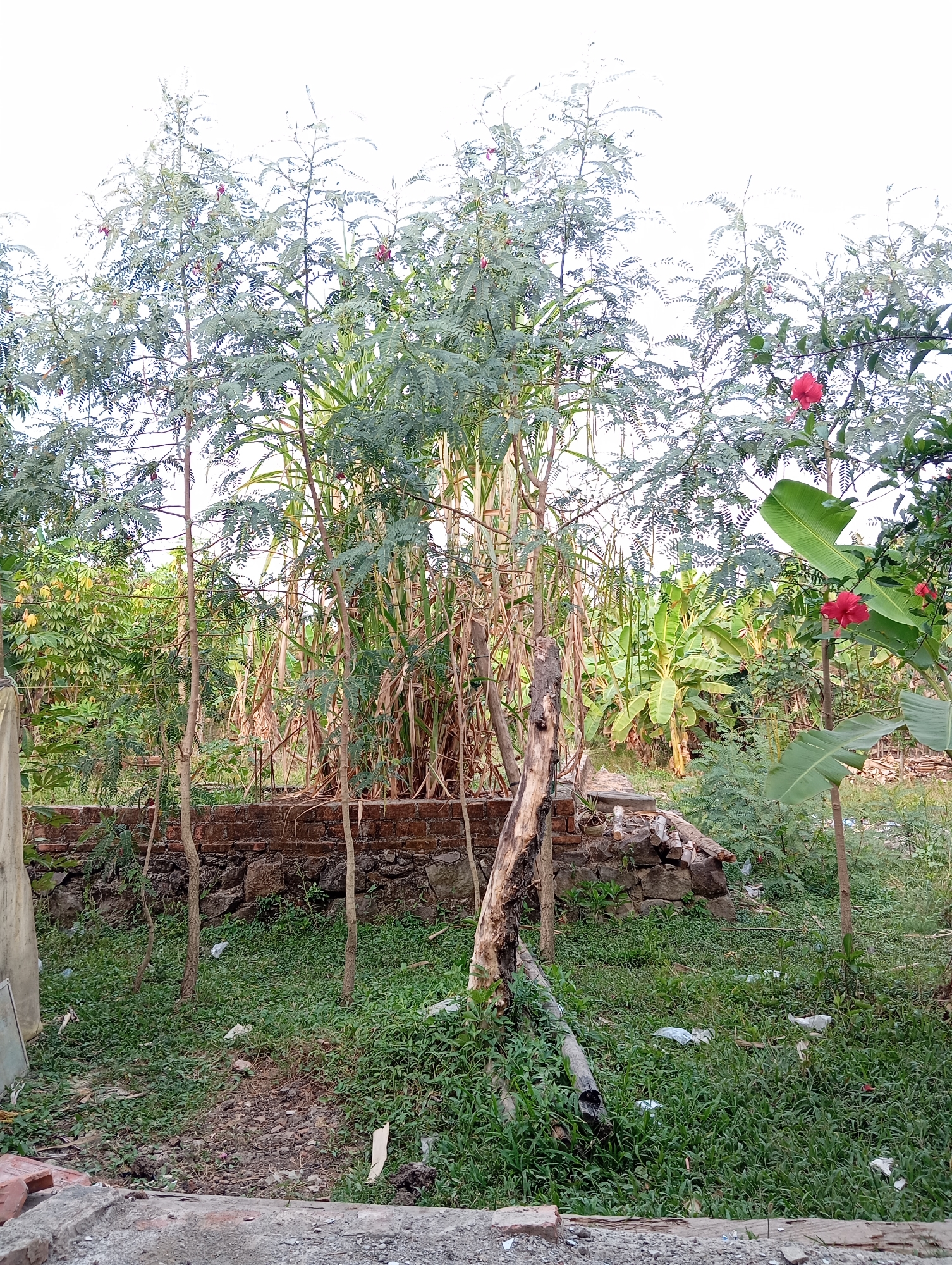 The image depicts an outdoor scene in Sudikampiran, Indonesia. The foreground shows a rough, grey concrete surface with some broken bricks. A dirt and gravel path leads into a grassy area cluttered with debris, including white plastic bags. Several thin, upright trees with sparse, feathery leaves are prominent in the midground, some appearing to be planted in a line behind a low, reddish-brown brick wall. Behind the trees and wall, dense vegetation is visible, including tall stalks of what appears to be sugar cane or similar plants, as well as large, green banana leaves. Bright red hibiscus flowers are in bloom on bushes in the upper right portion of the image. A decaying, light-colored log lies on the ground in the lower center of the image, leaning against a dead tree trunk. The background is filled with more greenery, suggesting a lush, possibly rural or semi-rural environment. The overall impression is of an unkempt garden or yard.