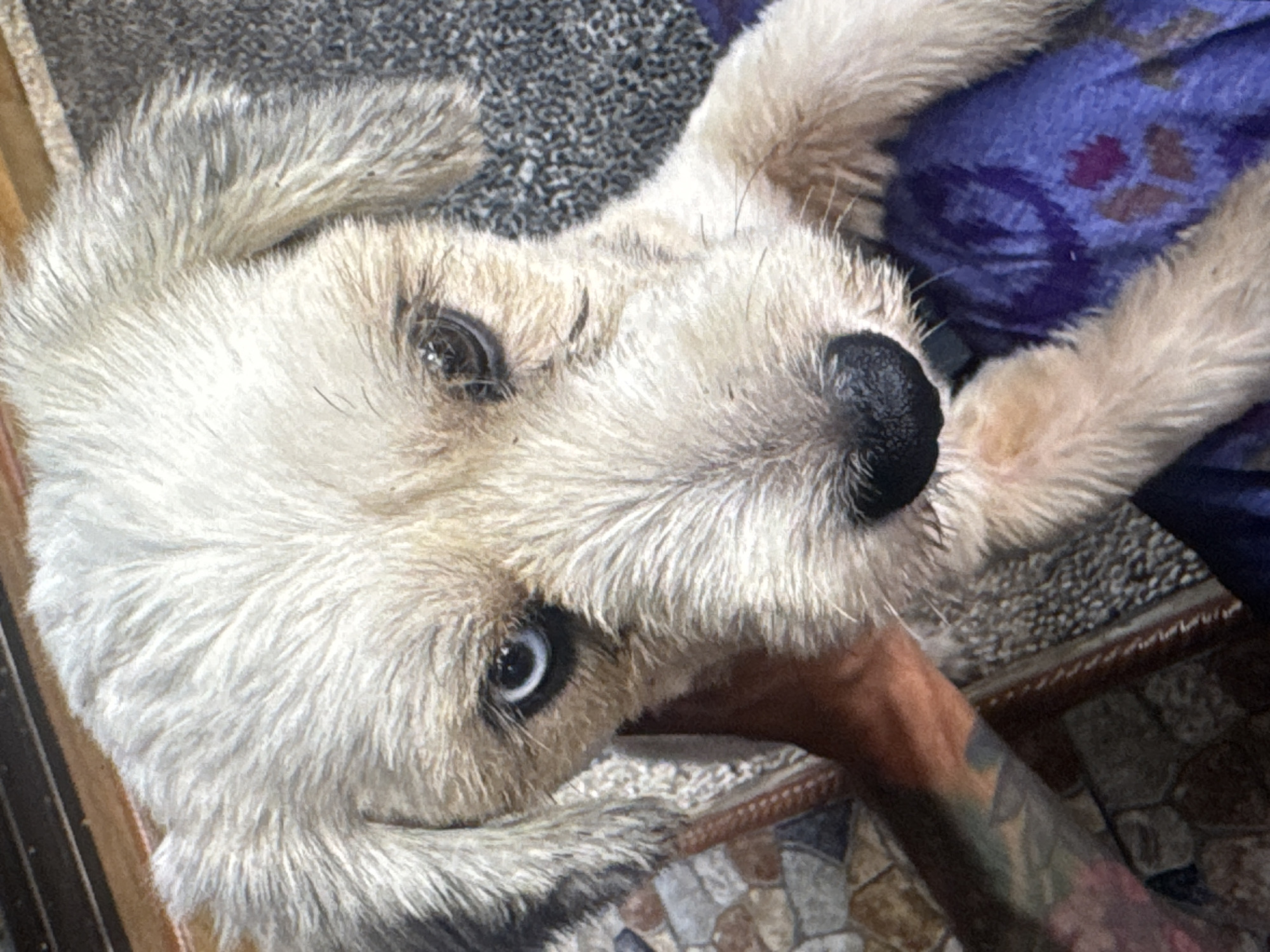 The media file shows a close-up, head-on view of a light-colored dog, likely a terrier mix, resting on a dark, textured surface, possibly a rug. The dog's fur is somewhat matted and appears wet, particularly around its face. Its eyes, one clearly visible and the other partially obscured, are dark and seem to be looking upwards. The dog's nose is black and wet.
The dog is lying on a surface that transitions from the dark, textured material to a patterned fabric of purple and pink. Part of a person's arm, adorned with tattoos, is visible supporting the dog's head or neck. The background shows more of the textured surface and hints of other patterned materials, possibly part of a seating area or bedding.
The lighting suggests it is daytime, and there are no clear indicators of weather. The overall mood is intimate and relaxed, with the dog appearing comfortable and possibly sleepy. The tattoos on the visible arm suggest a casual, perhaps personal, setting. The image's focus is on the dog's face and the immediate surrounding elements. No text is visible in the media file. The location context provided is Kuta Selatan, Indonesia.