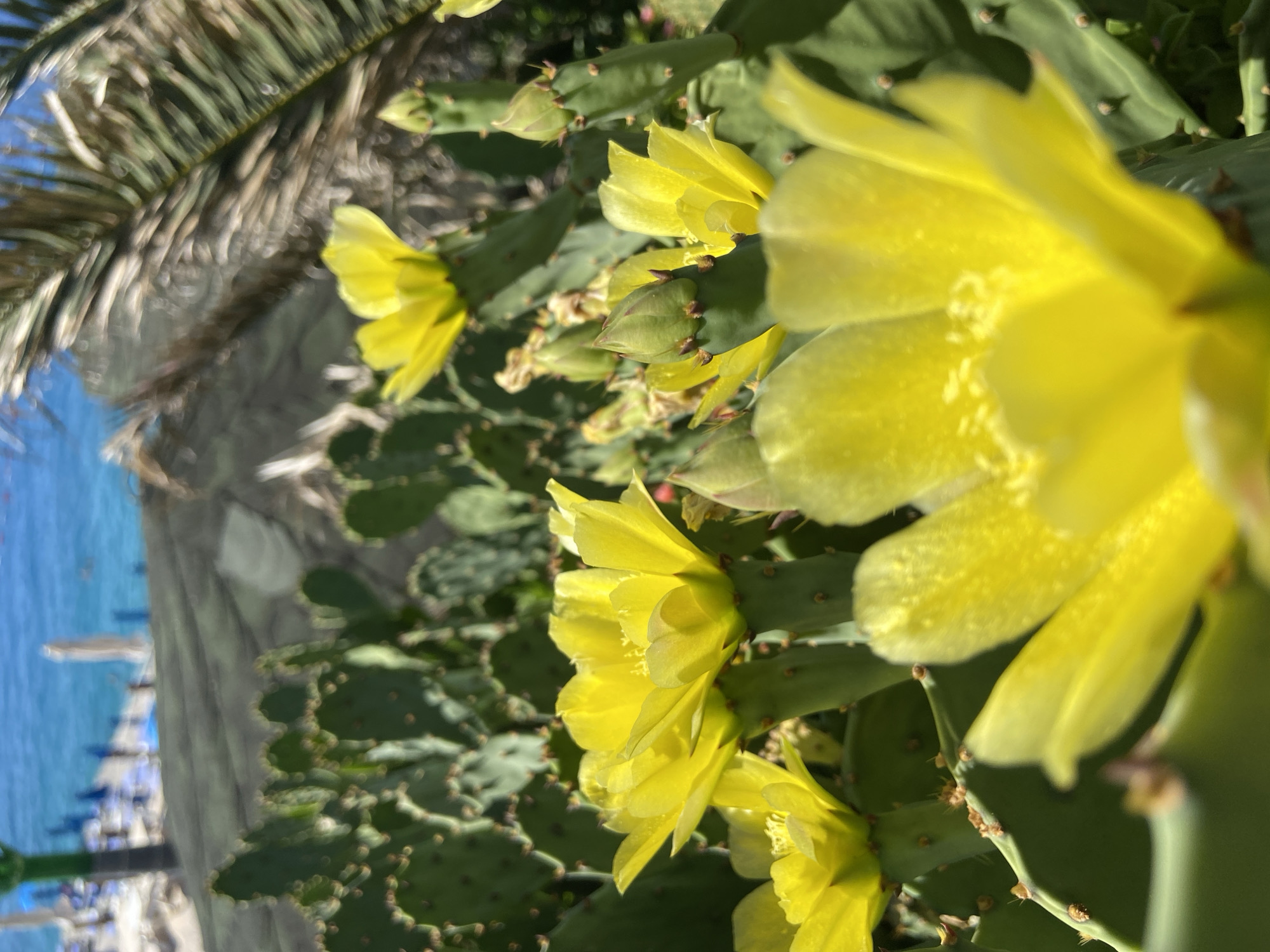 The image shows a close-up view of bright yellow cactus flowers in bloom. The cactus pads are green and spiny. In the background, out of focus, is a beach scene with blue water, lounge chairs, and a palm frond. The specific location in Prijevor, Montenegro is not discernable from the image itself. There are no people or actions depicted in the foreground.