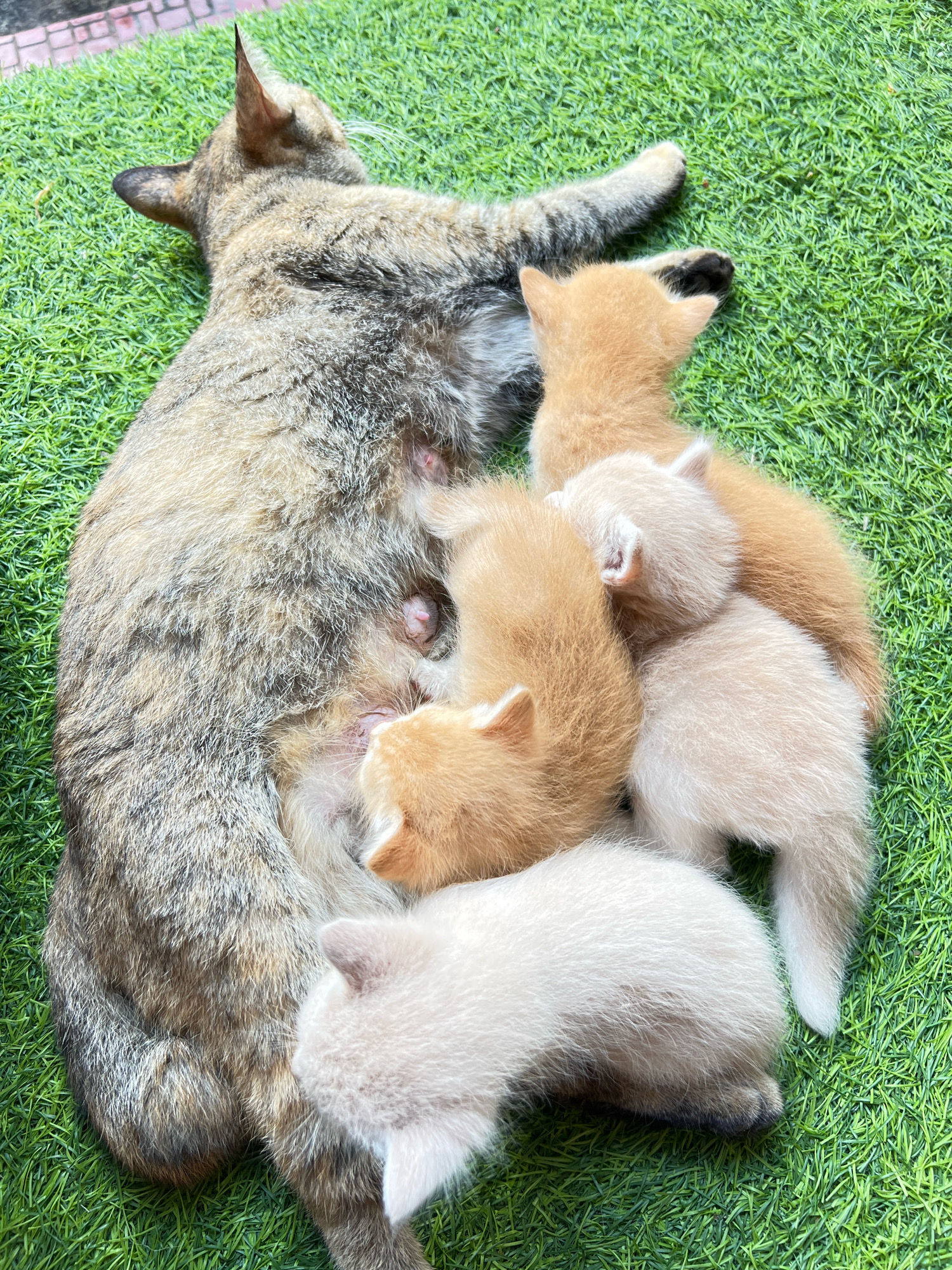 In Denpasar, Indonesia, a tabby mother cat lies on artificial green turf, surrounded by her litter of five kittens. The kittens, varying in shades of orange and cream, cluster around their mother, nursing. The mother cat rests on her side, facing left, with her head turned away from the camera. The environment appears to be a residential area, with hints of brick paving visible in the upper left corner, possibly a walkway or patio. The scene captures a moment of maternal care and early development among the animals.