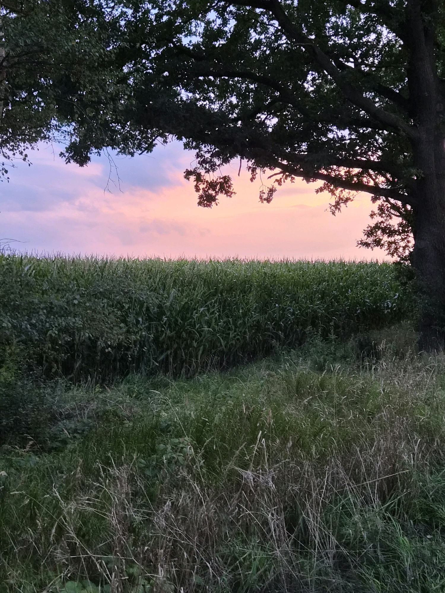 This image, taken in Schiffdorf, Germany, depicts a rural landscape at dusk. A large oak tree dominates the right side of the frame, its dark branches silhouetted against a pastel sky of pink and purple. Below the tree and spanning the middle ground is a dense field of green cornstalks. In the foreground, tall, dry grasses and other vegetation are visible, suggesting a meadow or roadside verge. The overall impression is one of a peaceful, natural setting as daylight fades.