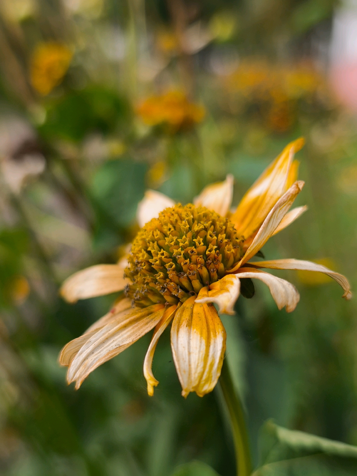 A close-up, vertical shot focuses on a wilting yellow and white daisy-like flower. The flower's center is a dense cluster of tiny, dark yellow florets, surrounded by delicate, fading petals. Some petals are fully yellow, while others transition to a pale white, with dried or curling edges. The background is a soft blur of green foliage and hints of yellow and orange bokeh, suggesting other flowers or dappled light. The image is devoid of any human presence or urban elements and cannot be geographically located in Mahilyow, Belarus, or any specific city.