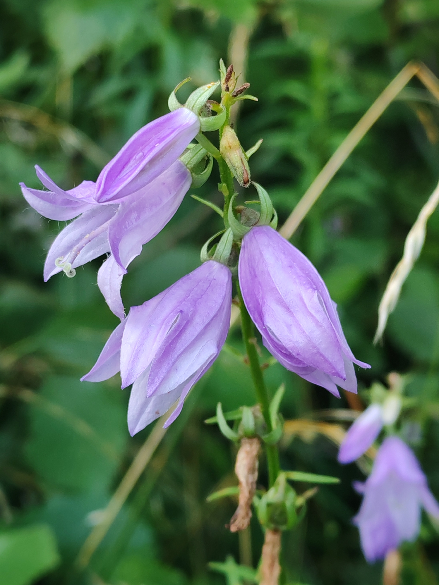 A close-up, low-angle shot captures a cluster of bell-shaped, pale purple flowers against a soft, out-of-focus green background. Three prominent flowers are in focus in the foreground, with a fourth, more distant flower also visible. The flowers, likely campanula or bellflowers, exhibit delicate, translucent petals with darker purple veining. Some flowers are fully open, revealing their stamens, while others are partially closed. The stems and sepals of the flowers are a vibrant green, with a few dried, brown seed pods also present. A thin, dry, pale yellow stalk runs diagonally across the upper right portion of the image, adding a contrasting texture. The overall scene is one of natural beauty, with the soft lighting highlighting the delicate details of the flora. The location is unknown, within an unspecified city.