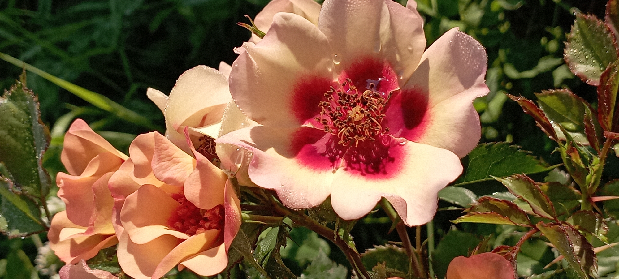 The image depicts a close-up of roses in a garden, likely in or near Radisne, Ukraine, as indicated. The roses are in bloom, with petals exhibiting shades of peach and cream, and some featuring a deep pink or crimson center. Dewdrops are visible on the petals and leaves, suggesting it is early morning or that the plants have been recently watered. The background is a blur of green foliage and grass, indicating an outdoor setting. The lighting suggests the sun is low in the sky, casting soft light on the flowers. There are no people or discernible actions taking place. The focus is solely on the natural beauty of the roses and their immediate surroundings.