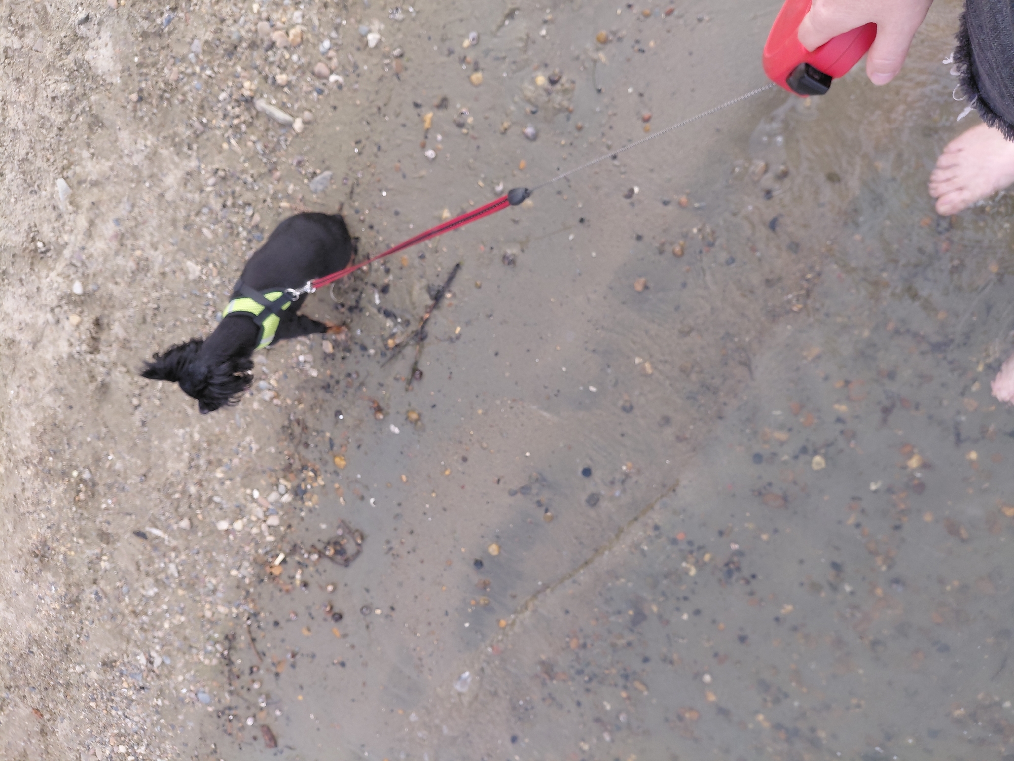 A small black dog wearing a yellow harness is on a red leash, standing on wet sand speckled with pebbles and shells. The leash is held by a person's hand, which is gripping a red retractable leash handle. The person's bare feet are visible in the shallow water at the bottom of the frame, their toes submerged. The scene appears to be a beach or shoreline.