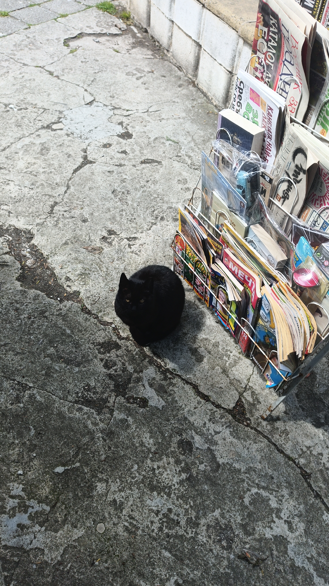 A black cat is seated on a concrete ground next to a metal newspaper stand, laden with Bulgarian newspapers, magazines, and books. The newspaper stand is resting against a concrete ledge. The scene is outdoors, likely a street in a city. The text on the newspapers and magazines is in Bulgarian. The city is identified as Burgas, Bulgaria, based on the Cyrillic script and other visible details.