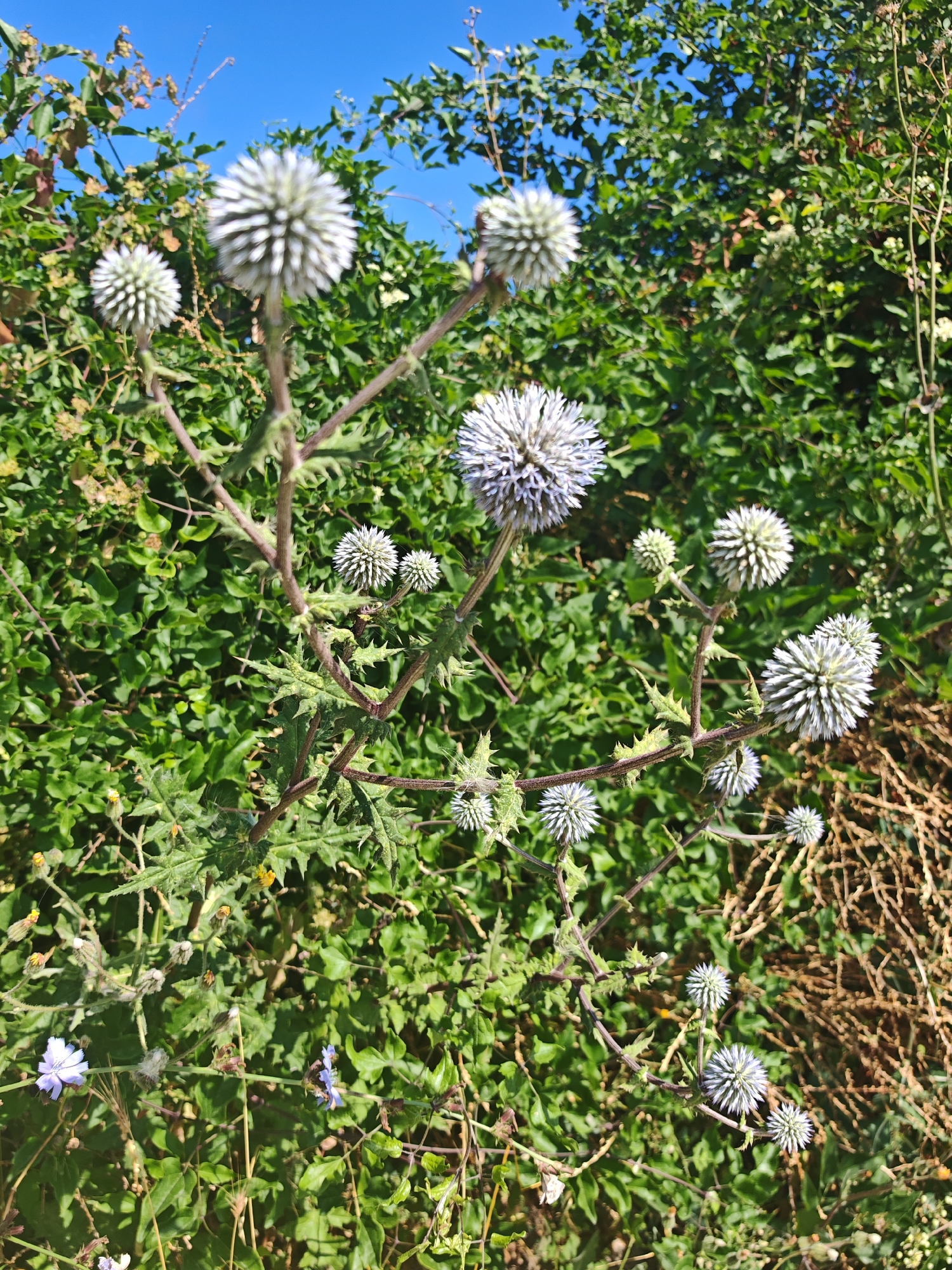 The image shows a close-up of a thorny plant with spherical white flower heads, commonly known as globe thistle, set against a backdrop of lush green foliage under a clear blue sky. The plant's stem is thick and reddish-brown, with sharp, spiky leaves. Several globe thistle flower heads are visible, in various stages of bloom. Some are tightly closed, while others are fully open, revealing their intricate, spiky structure. The background is a dense thicket of green leaves, suggesting a natural, overgrown setting. The lighting indicates it is daytime, with sunlight casting shadows and highlighting the textures of the plants. There are no people or animals in the image. The scene is likely a wild or semi-wild area, possibly a field or roadside verge, given the prevalence of this type of plant. The location in the city of Supsekh, Russia, is not visually evident from the image itself but is provided as context.