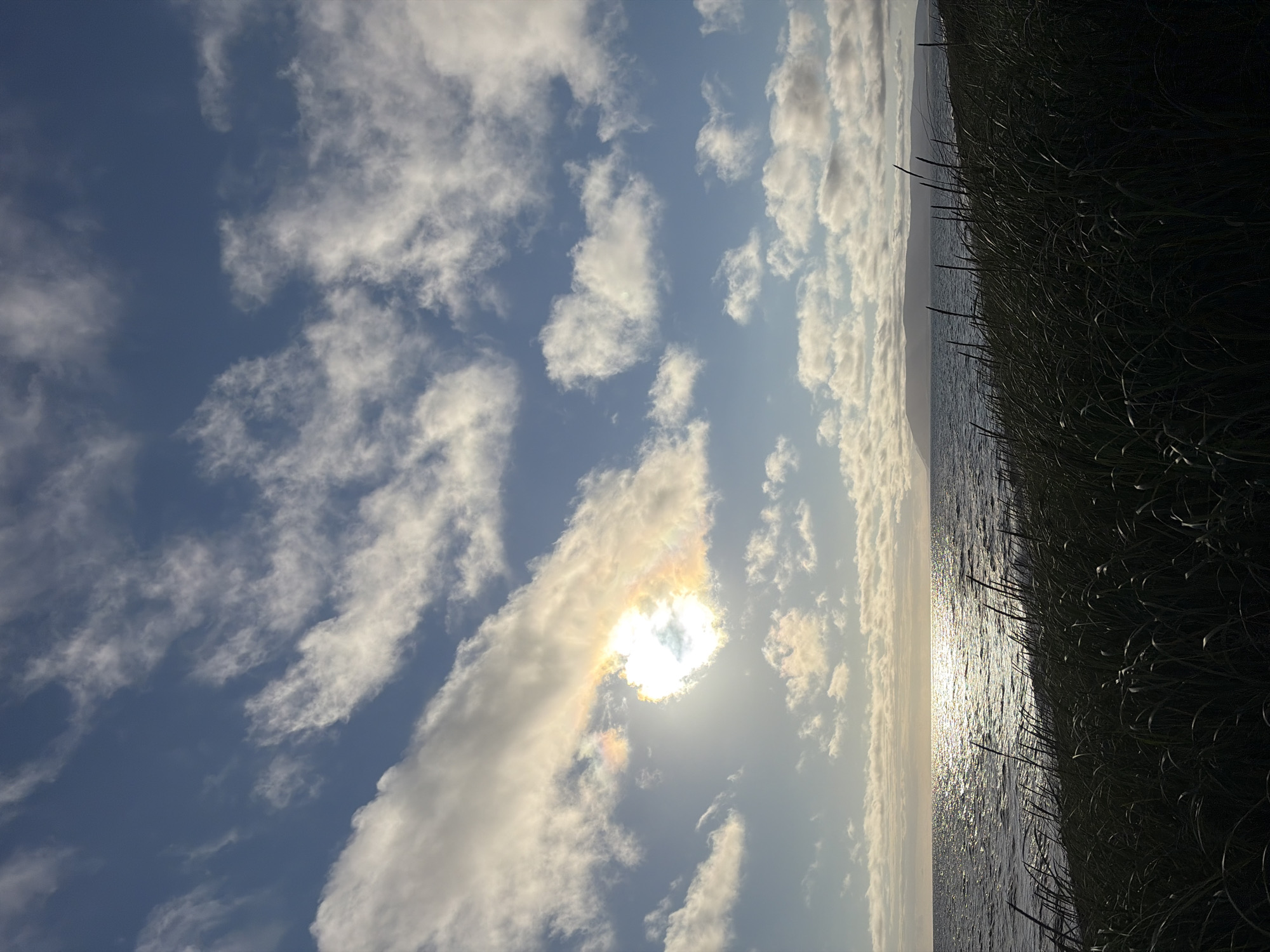 This is a photograph of a seascape with a bright sun partially obscured by clouds, creating a rainbow-like effect. The foreground is filled with dark, silhouetted dune grass. Beyond the grass is a body of water that reflects the sunlight, creating a shimmering effect. In the distance, a landmass or island is visible on the horizon. The sky is a mix of blue sky and white clouds, with some clouds appearing wispy and others more solid. The image appears to be taken at an angle, looking out towards the sea. The scene does not contain any people or specific identifiable landmarks of the city of Ozerskoe, Russia.