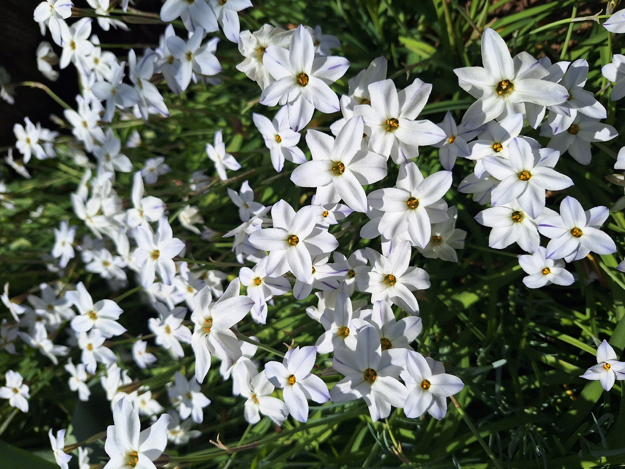 The image showcases a dense cluster of white flowers with a yellow center, most likely Ipheion uniflorum, commonly known as spring starflower. The flowers are surrounded by green foliage. No specific location or city in Montana, Bulgaria is discernible from the image.
