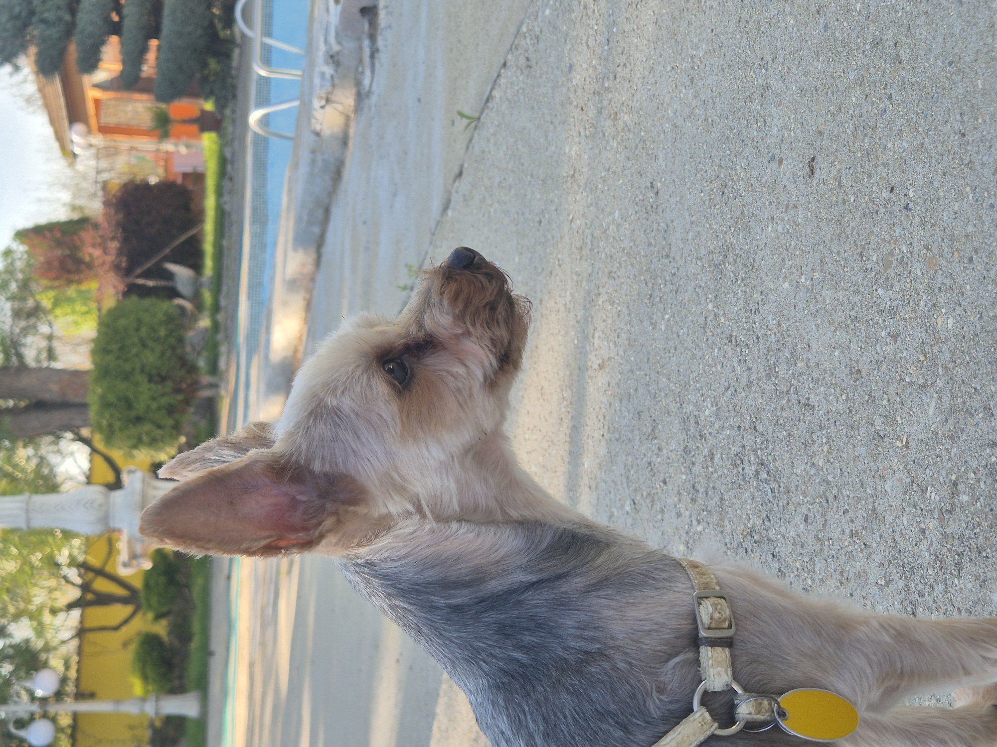 A close-up, medium-shot depicts a Yorkshire Terrier facing the upper-left corner of the frame. The dog has a light brown face, and the fur around its neck transitions from light brown to dark gray. The dog is wearing a beige collar with a yellow tag. The background includes a concrete surface, a swimming pool with white ladders, some trees, and buildings in a blurred background, indicative of the location in Pavlikeni, Bulgaria.