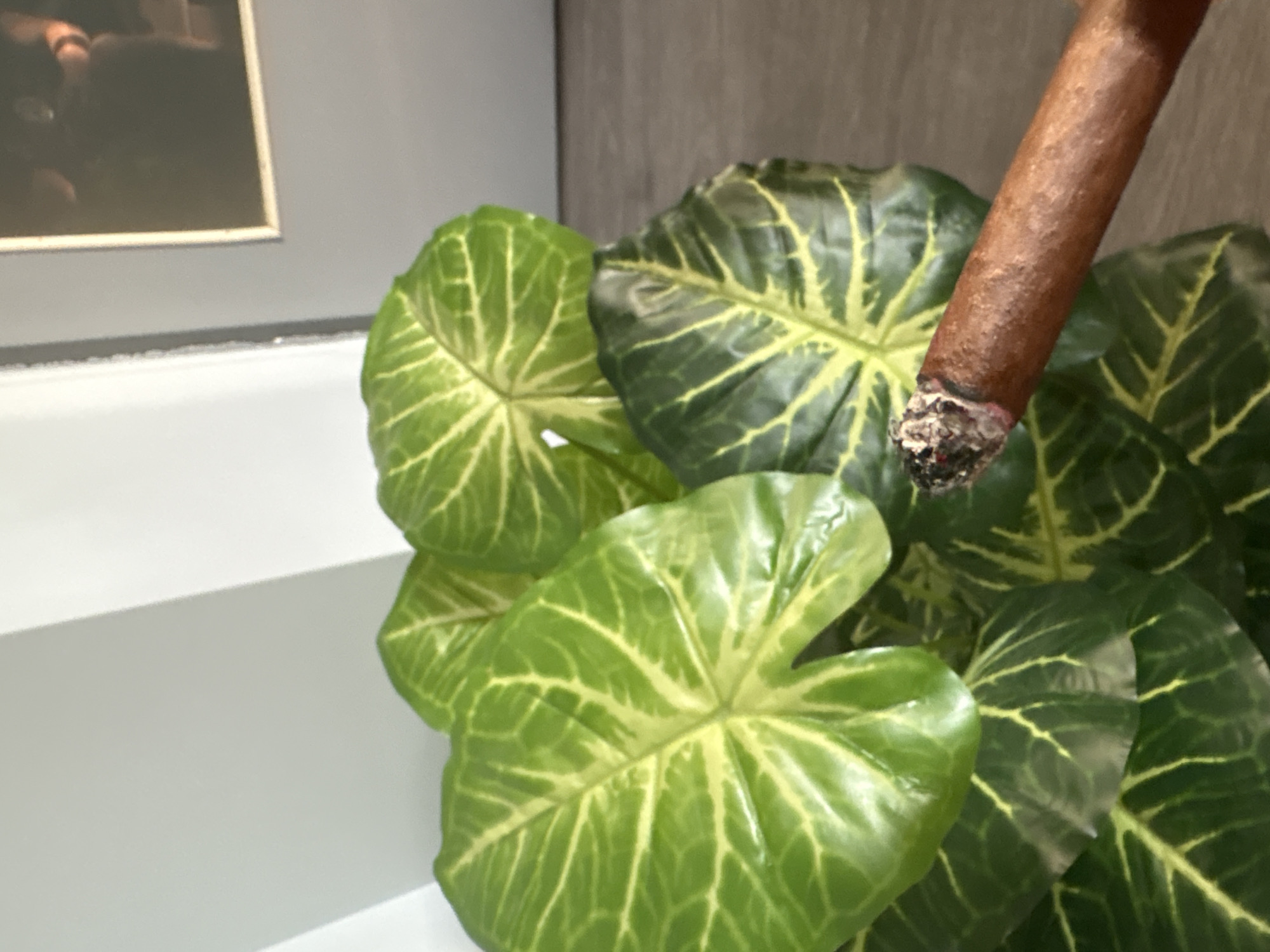 A close-up, eye-level shot shows a lit cigar in the foreground, held at an angle, with its ember glowing red. Behind the cigar, a vibrant green plant with large, glossy leaves fills the frame. The leaves have a distinctive pattern of lighter green or yellow veins. The background consists of a light grey wall with a slight diagonal shadow and a darker grey wall with a framed picture. The floor appears to be made of dark wood. The scene is indoors, likely a domestic setting in Dupnitsa, Bulgaria.