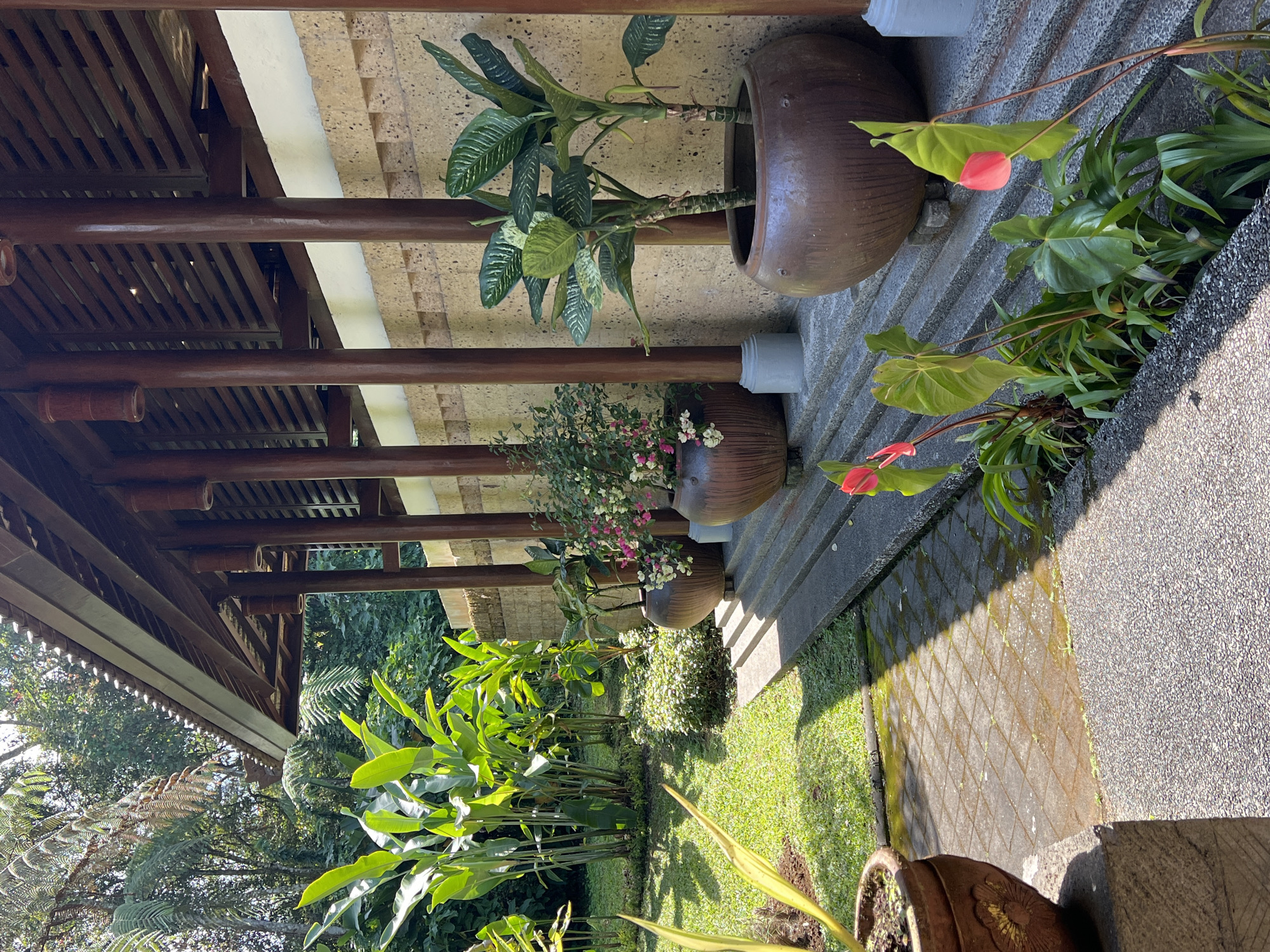 The image depicts an outdoor covered walkway with a thatched roof, supported by wooden pillars. The walkway is adjacent to a textured wall made of light-colored stone blocks. Several large, rounded ceramic planters are arranged along the walkway. Two planters contain lush green plants with large leaves, and one planter has a smaller flowering plant with pink and white blooms. In the foreground, a pathway paved with square concrete tiles is partially covered by dappled sunlight and shadow. To the left, a grassy area is visible, with large-leaved plants and some yellow-leafed plants in pots. In the lower right, a narrow garden bed features plants with broad green leaves and bright pink flower spathes, characteristic of anthurium. The overall impression is a serene and well-maintained garden setting. This scene is located in Baturiti, Indonesia.