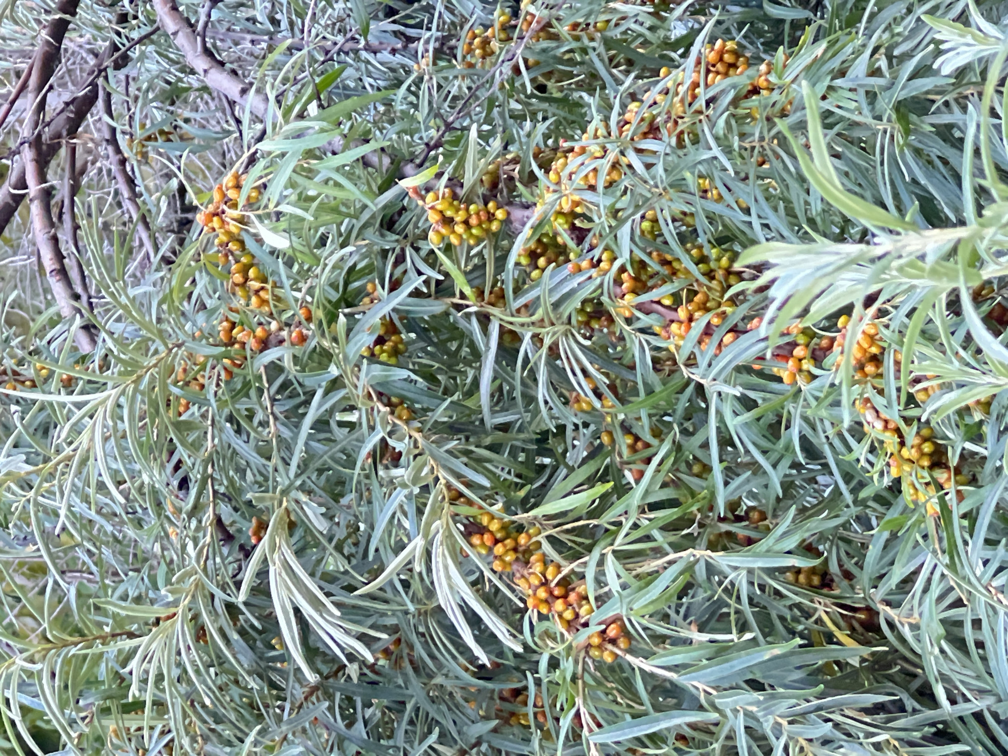 The image displays a close-up view of a sea buckthorn bush laden with clusters of small, round, orange and yellow berries. The berries are densely packed along the branches, interspersed with long, narrow, silvery-green leaves. The branches are a woody brown color and appear somewhat gnarled. The background is a blur of more foliage and branches, suggesting a dense growth of vegetation. There are no people or animals visible in the image. The scene appears to be outdoors, likely in a natural or garden setting.
