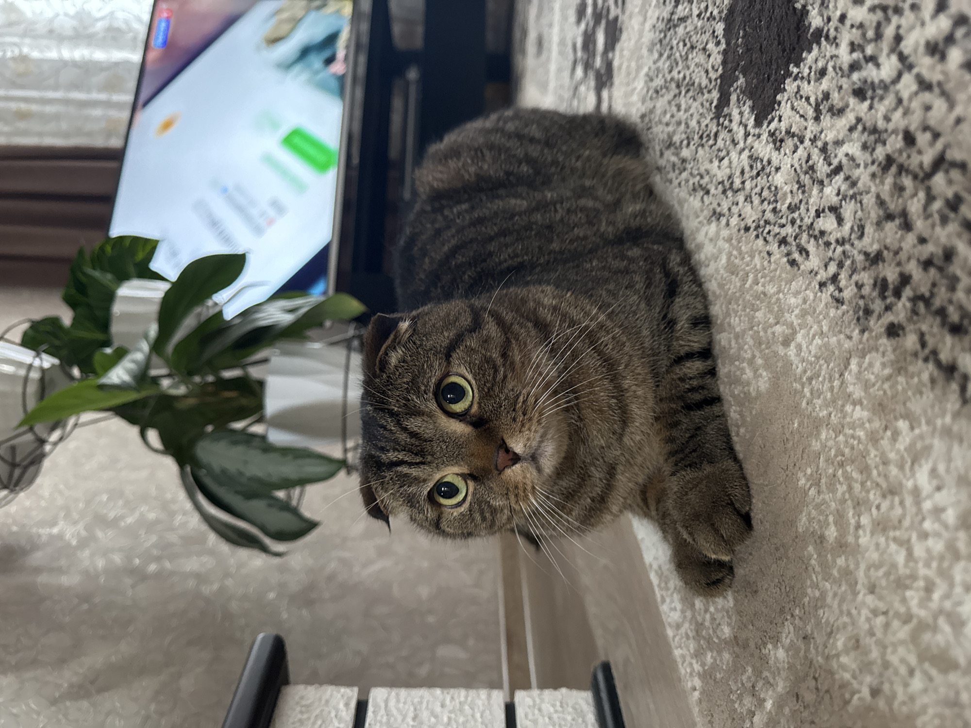 A Scottish Fold cat with tabby markings is lying on a textured, light-colored surface, possibly a carpet or rug. The cat is positioned diagonally in the frame, with its head near the bottom and its body extending towards the upper right. It is looking directly at the camera with wide, round eyes. To the left of the cat, there's a potted plant with green leaves and a television screen showing a display with various colors and text. Below the cat, there is a black and white step stool. The photograph appears to have been taken indoors. The location, Chaikovsky, Russia, is not discernable from the visual elements of the image alone.