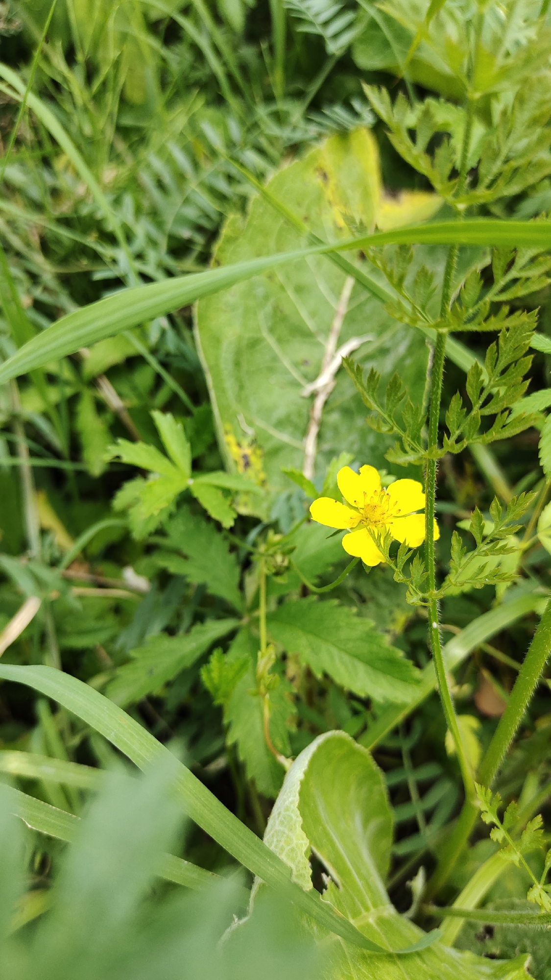 A single, small yellow flower with five petals is in focus in the center right of the image. The flower is surrounded by various green leaves and blades of grass, some of which are blurred and out of focus, suggesting a natural outdoor environment. The lighting appears to be natural daylight. The image is a close-up shot, emphasizing the delicate details of the flower and surrounding vegetation. There is no indication of a specific city or location within the image.