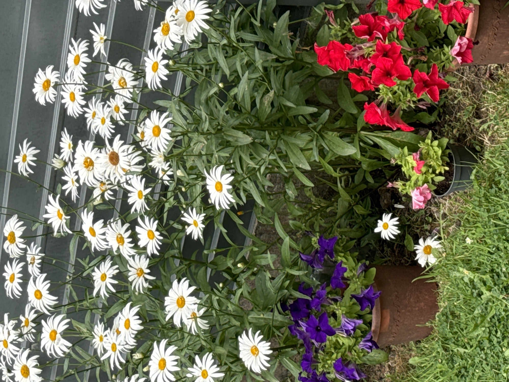 A close-up, eye-level outdoor shot showcases a vibrant garden with a variety of flowers. In the foreground, lush green grass covers the ground, interspersed with small white flowers. To the left, a large, reddish-brown terracotta pot overflows with dark purple petunias. To the right, another terracotta pot holds bright red petunias. In between these pots, smaller white daisies with yellow centers are visible. Behind the flowers, a dark grey, horizontally slatted wooden fence serves as the backdrop. The lighting suggests it is daytime, likely sunny. There are no people or animals present in the scene. The image quality is slightly soft and the colors are vibrant. The setting appears to be a well-maintained garden, possibly in a residential area. The image does not provide specific information to locate it within the city of Waterford, Ireland, beyond it being an outdoor garden space.