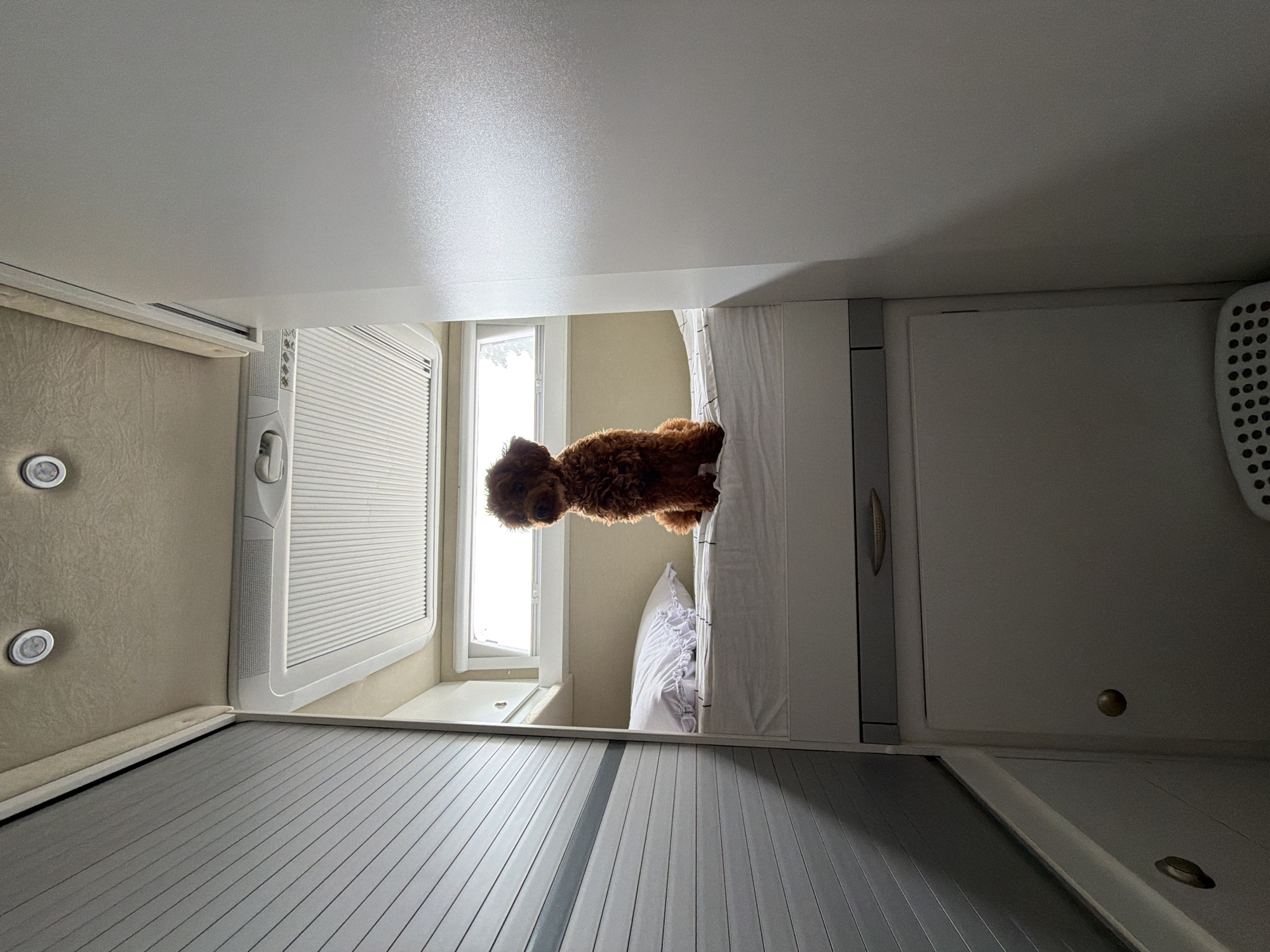 The image, taken in Sofia, Bulgaria, shows the interior of what appears to be an RV or campervan. The primary subject is a small, curly-haired brown dog, possibly a poodle mix, lying on a bed. The dog is positioned in the upper half of the frame, with its body partially obscured by a white duvet and pillow. Sunlight streams in from a window behind the dog, creating a bright background and casting a slight shadow on the ceiling.
The room is furnished with built-in cabinetry and storage. To the left of the dog, a section of the wall is upholstered in a beige, textured material with two circular, illuminated fixtures, possibly lights or speakers. Next to this is a white, louvered panel, likely part of an air conditioning unit or a vent. Below this, a grey, roll-up door covers a storage compartment.
To the right of the bed, there's a white cabinet with a handle. Further to the right, a portion of a white object with circular perforations is visible, which could be a laundry hamper. The overall impression is one of a compact living space, likely designed for travel or temporary accommodation. The lighting suggests it is daytime. The dog's relaxed posture might indicate a moment of rest or comfort. There is no visible text in the image.