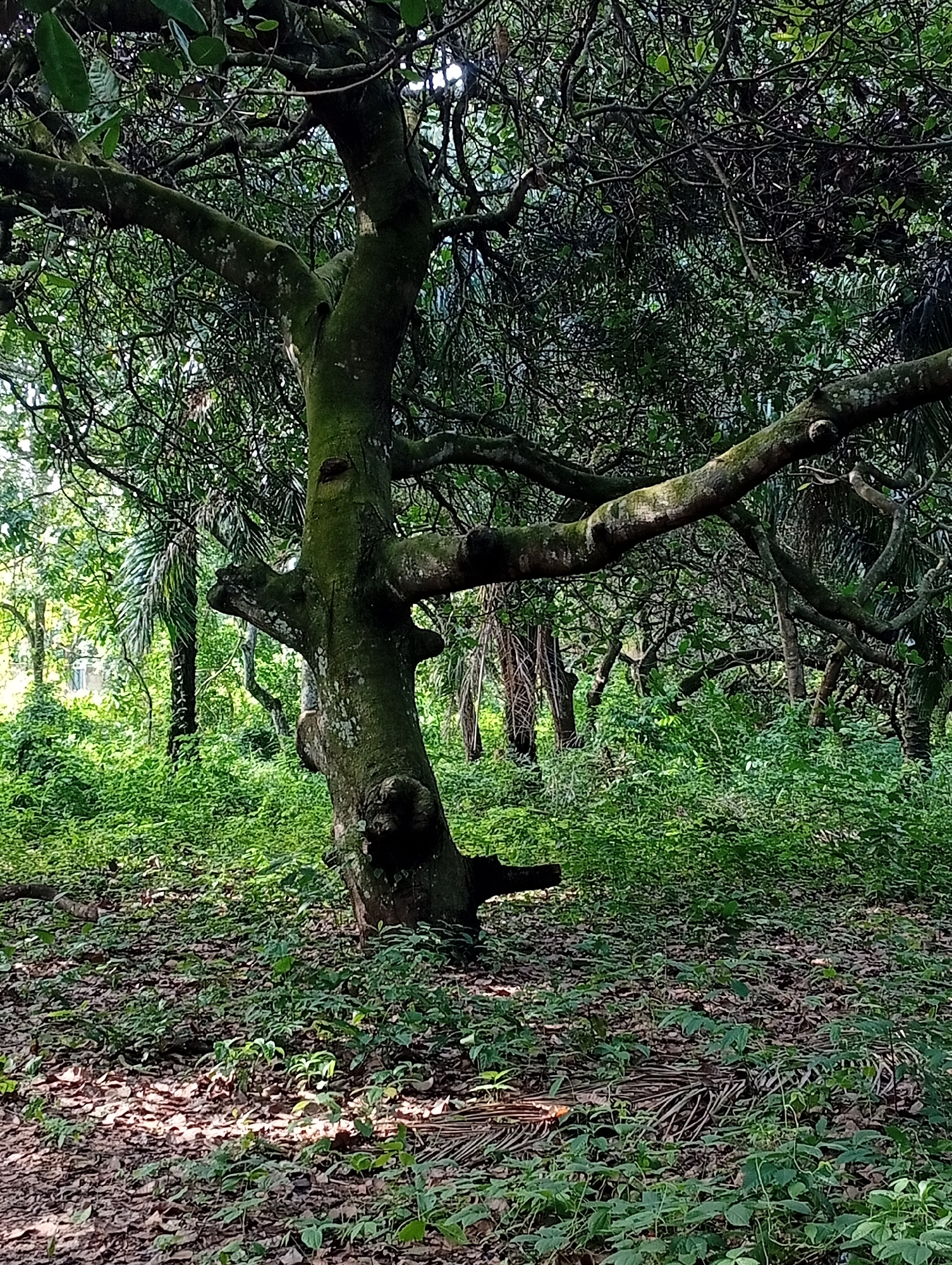 The image depicts a dense, verdant forest scene. A large, gnarled tree with moss-covered bark and intricate branches dominates the foreground. Its trunk is thick and irregular, with several protruding knots and a distinctly forked base. The ground is carpeted with a mixture of fallen leaves and lush green undergrowth, with sunlight filtering through the dense canopy above, creating dappled patterns on the forest floor. In the background, more trees and vegetation create a thick wall of green, with hints of lighter foliage and sky peeking through. The overall impression is one of untamed natural growth within a humid, tropical environment. This scene could be located within the natural reserves or undeveloped areas of Adda, Nigeria, which is known for its tropical rainforest climate and abundant vegetation.